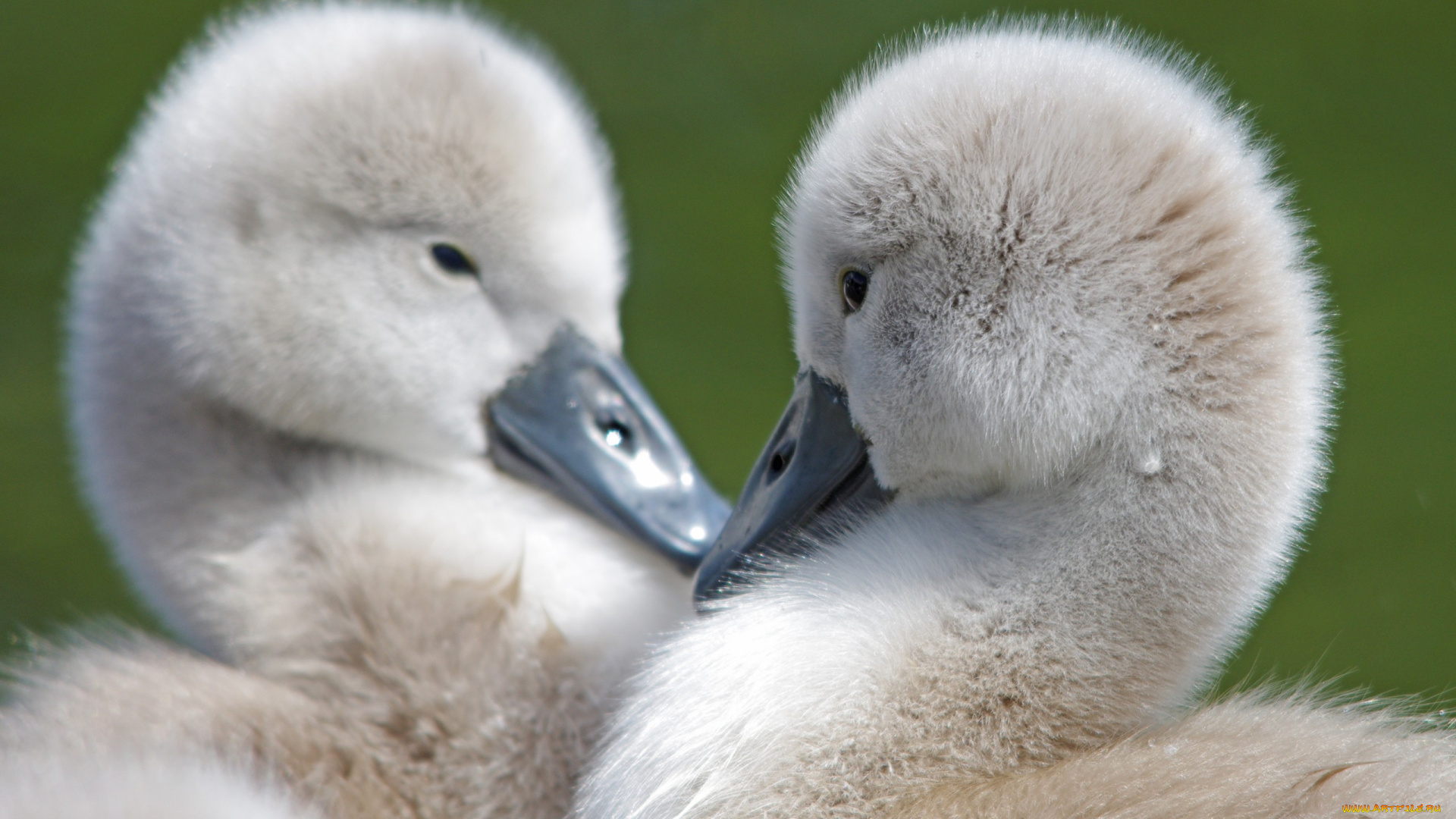 животные, гуси, размытость, птенцы, малыши, гусята