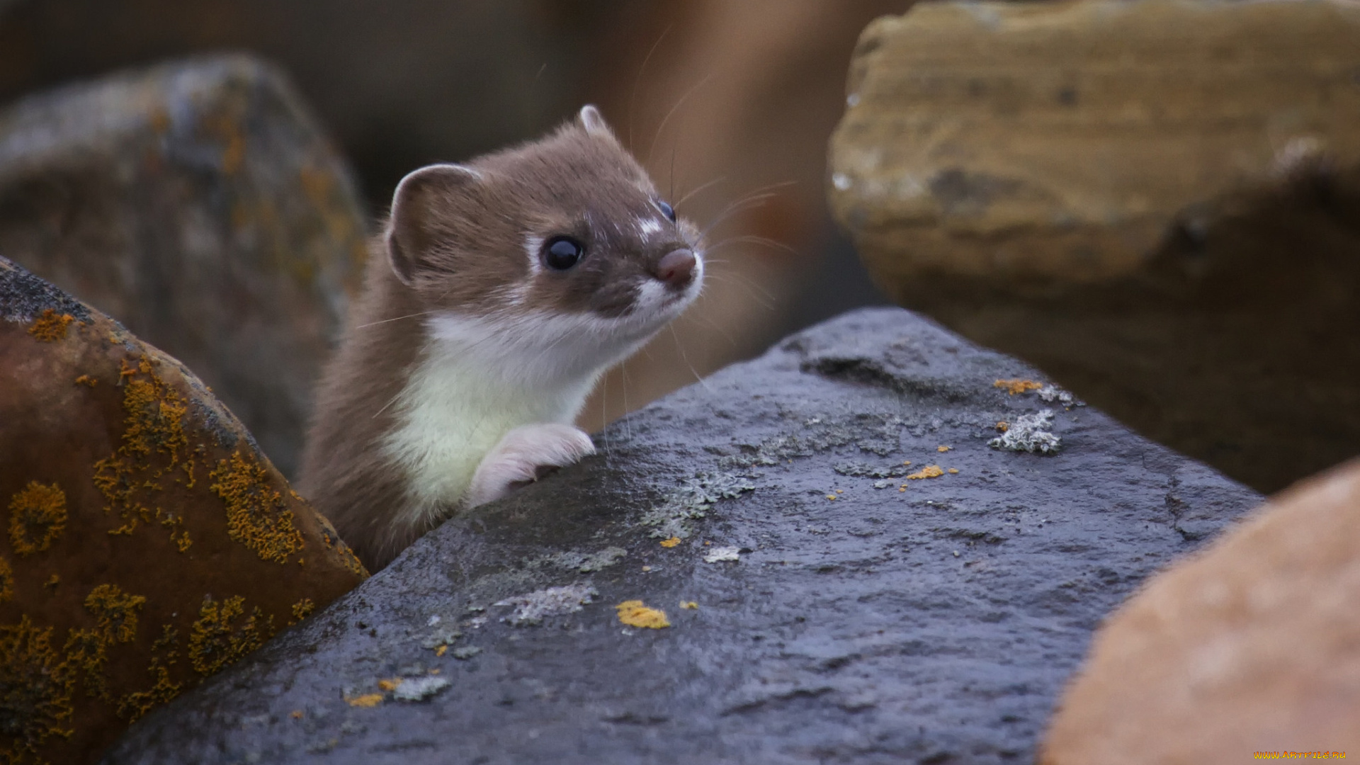 животные, хорьки, , куницы, , горностаи, , ласки, , соболи, камни, природа, мордочка, фретка, хорёк