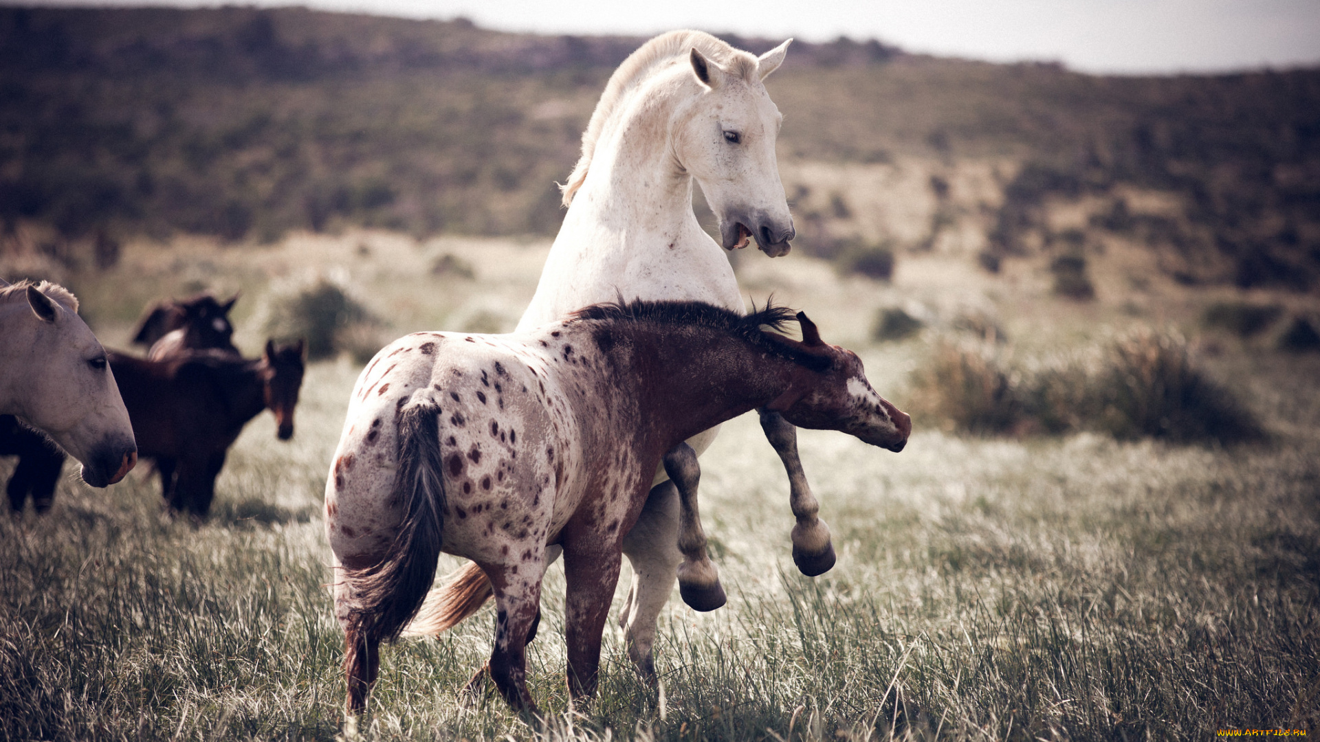 животные, лошади, кони, природа, игра, драка, пара