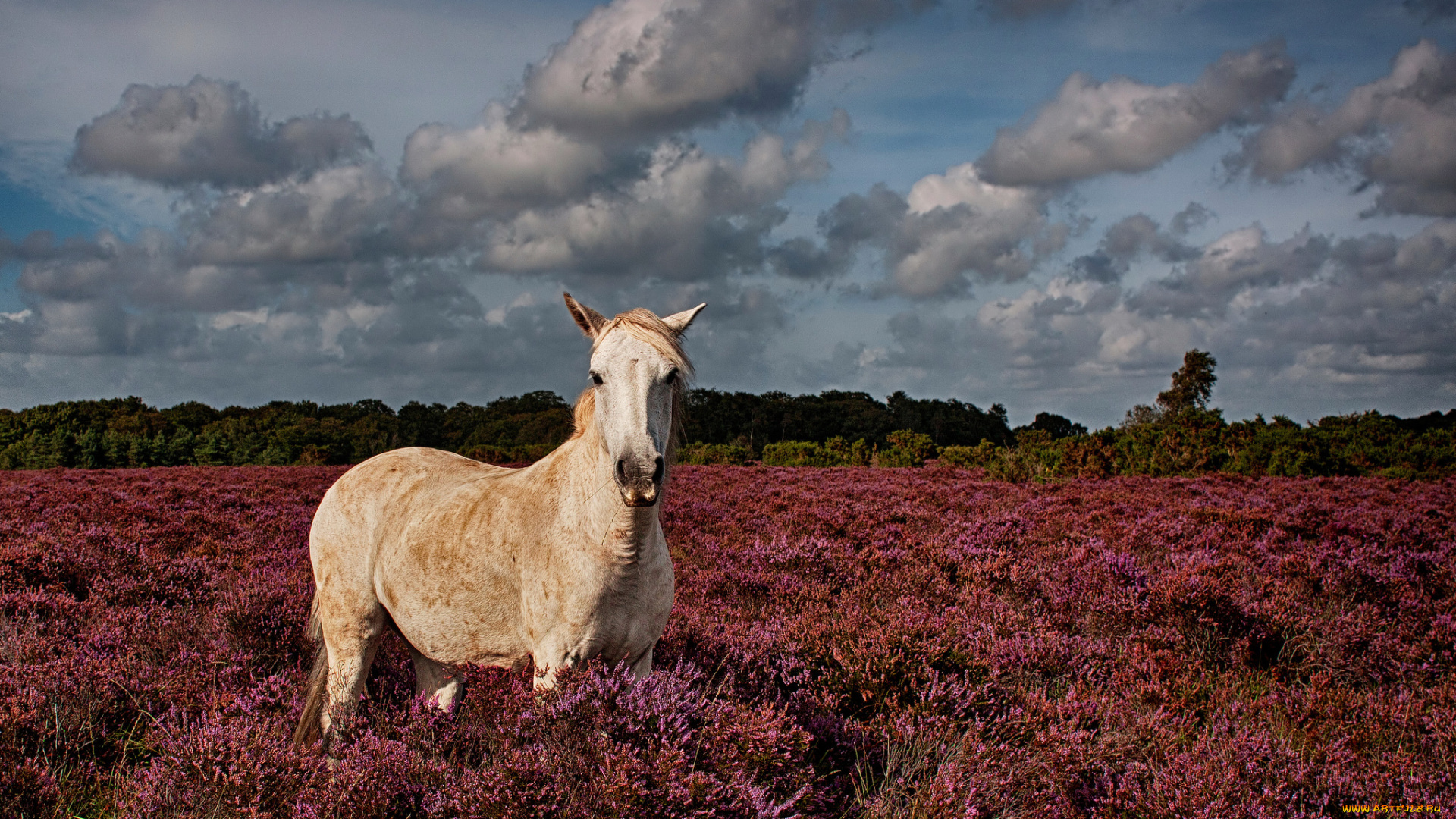 животные, лошади, природа, поле, трава, конь, лошадь