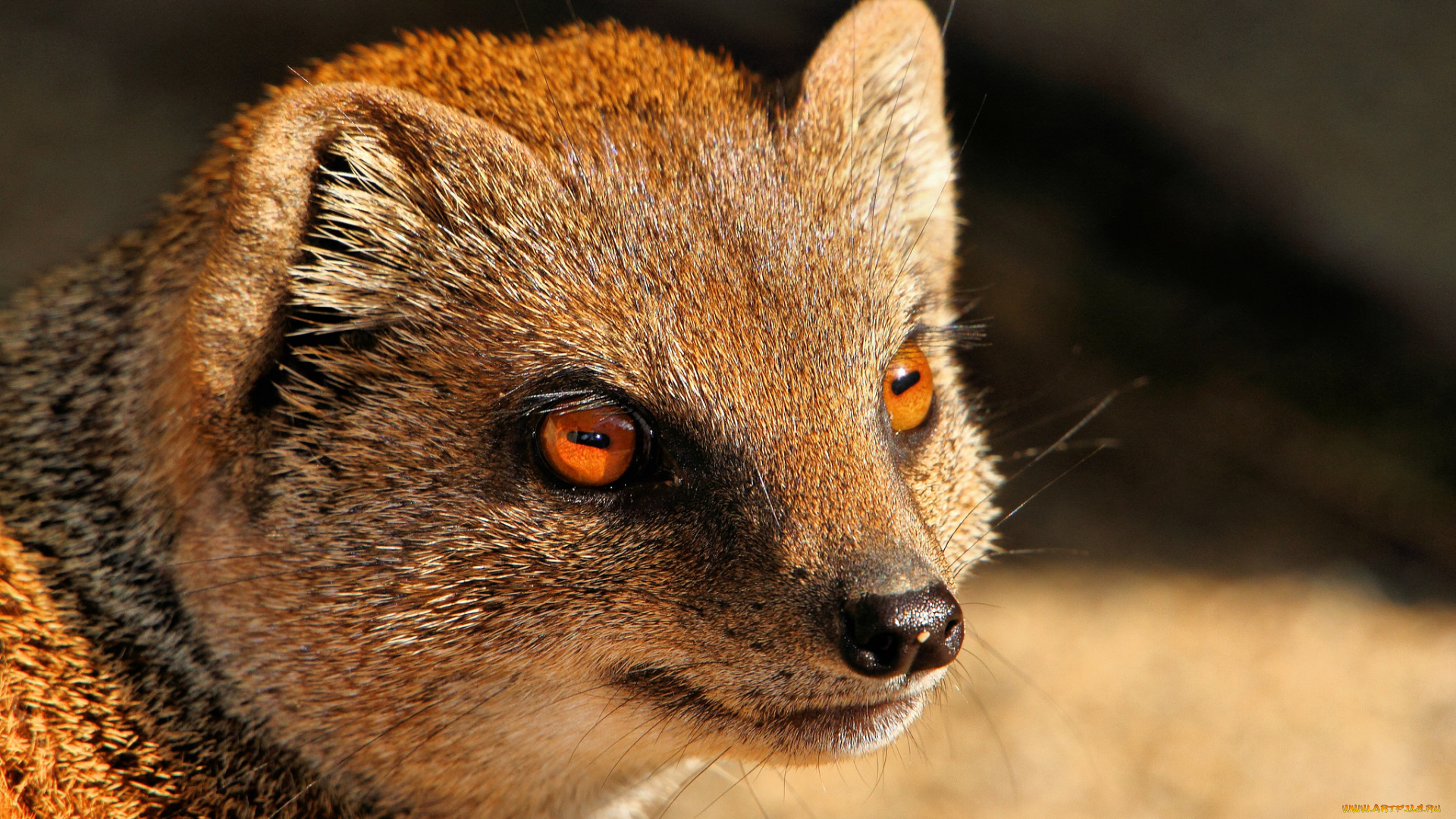 животные, мангусты, нос, глаза, портрет, взгляд, хищник, мангуст