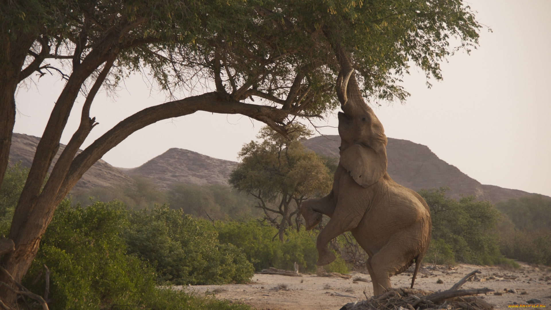 животные, слоны, деревья, природа, саванна, хобот, слон