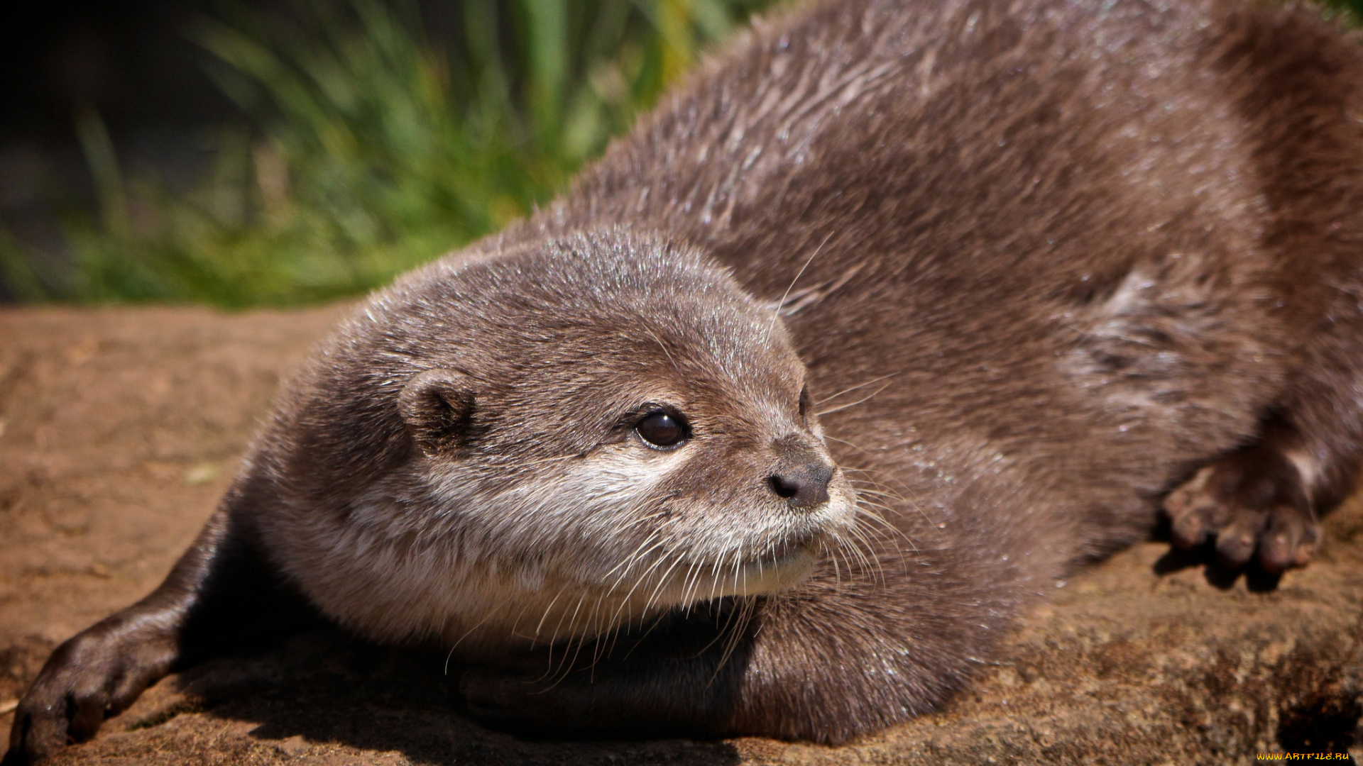 животные, выдры, , каланы, , ондатры, otter, выдра, взгляд, мордочка