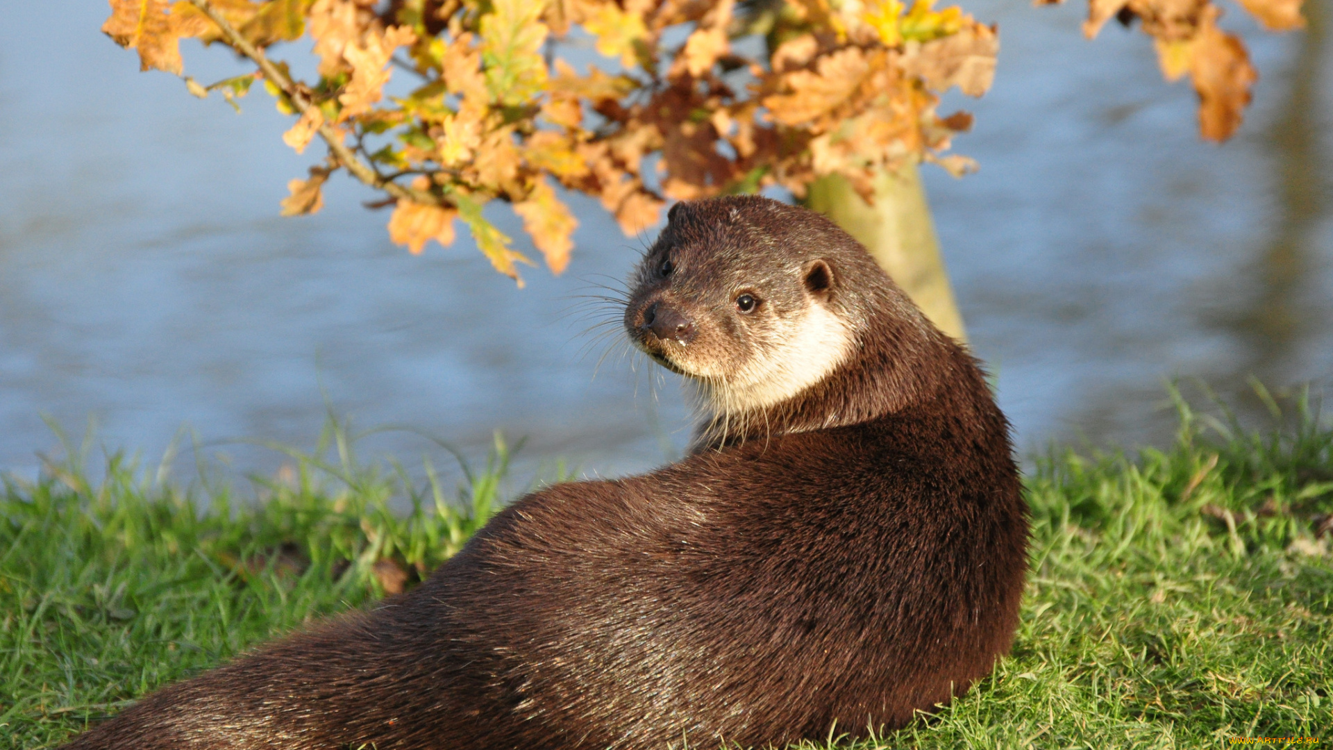 животные, выдры, , каланы, , ондатры, трава, взгляд, мордочка, выдра