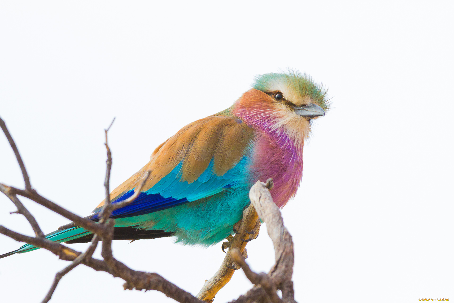 животные, сизоворонки, , ракши, фон, ветка, птица, сизоворонка, сиреневогрудая