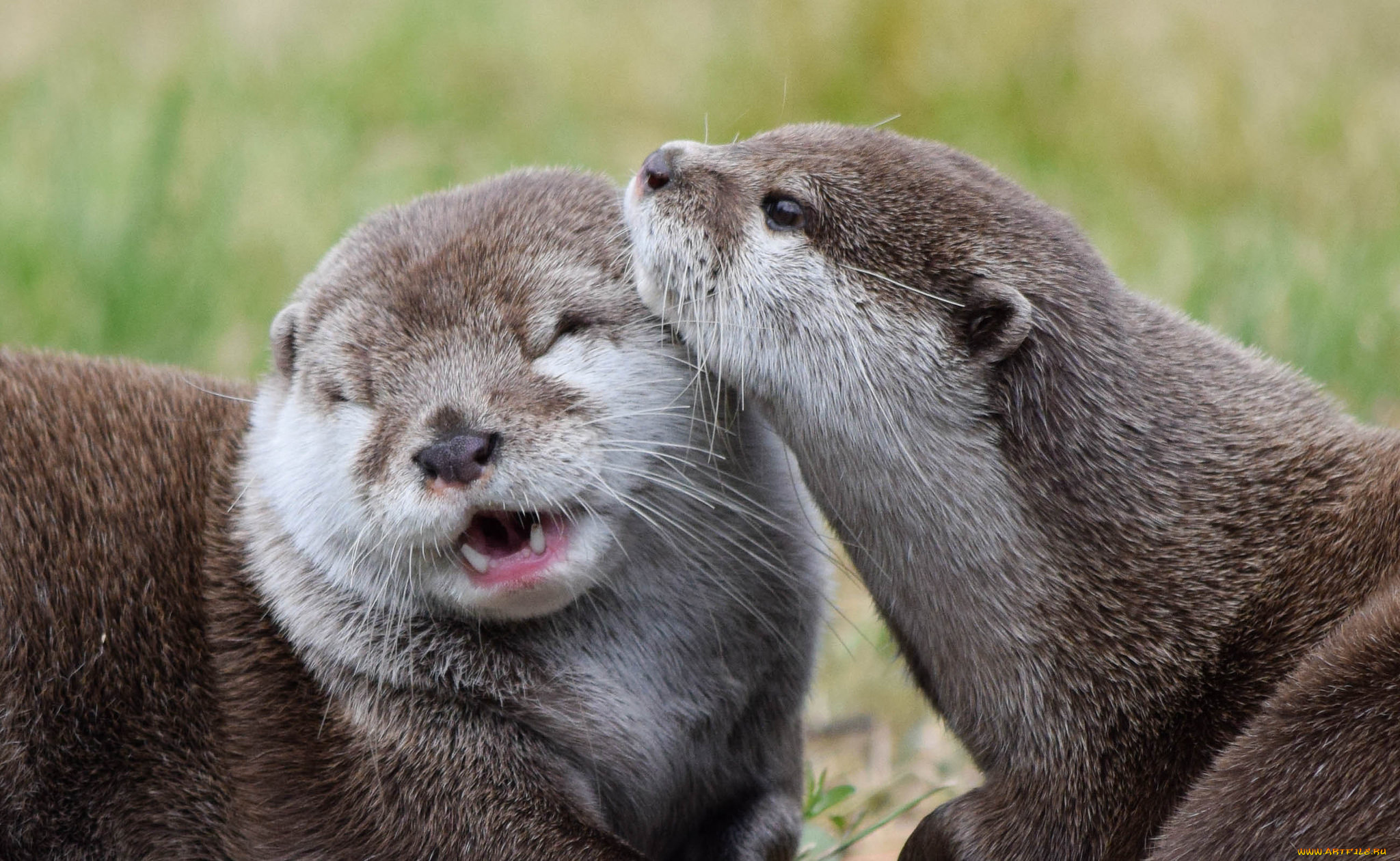 животные, выдры, , каланы, , ондатры, фон, любовь, две