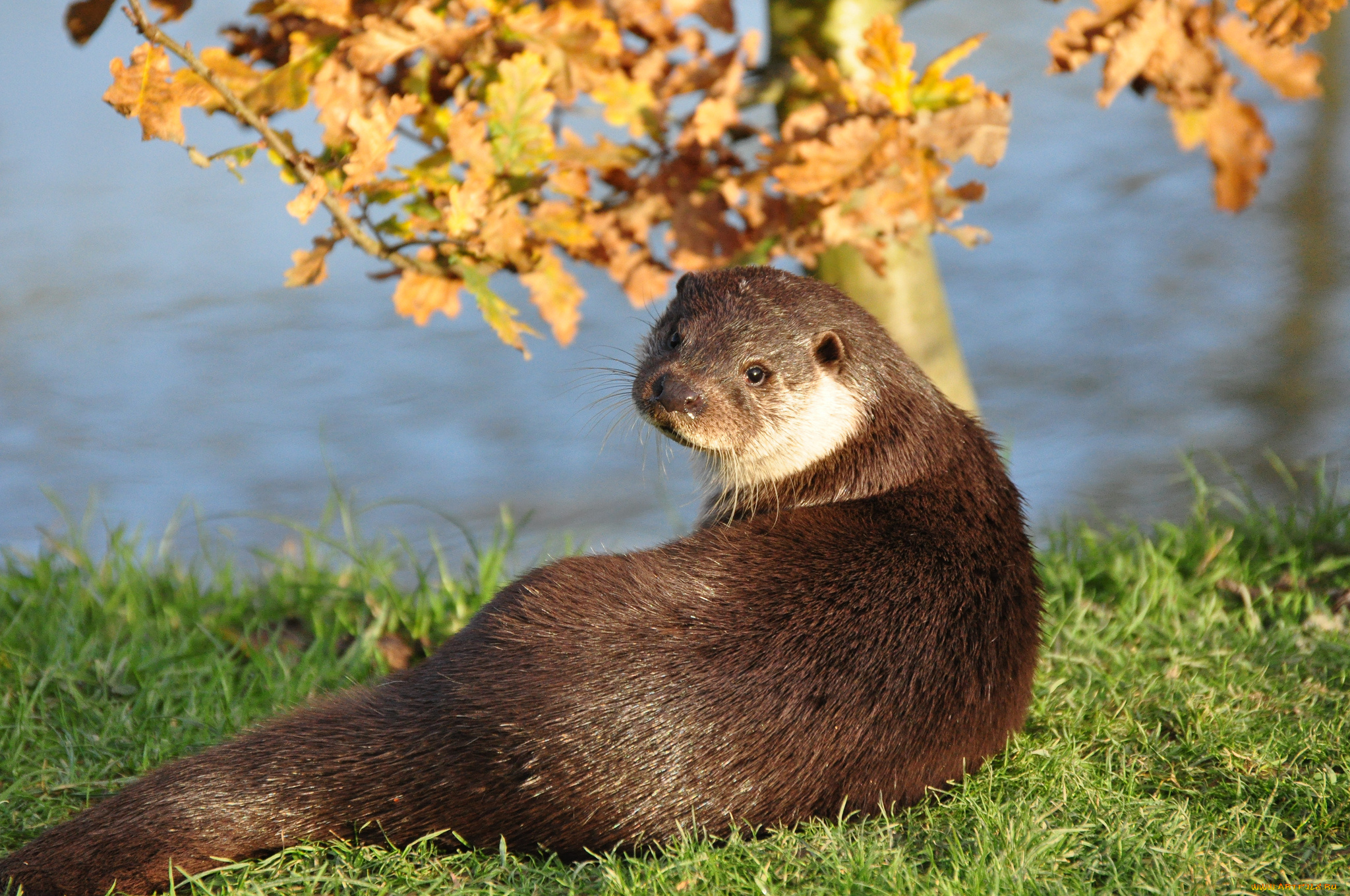 животные, выдры, , каланы, , ондатры, трава, взгляд, мордочка, выдра