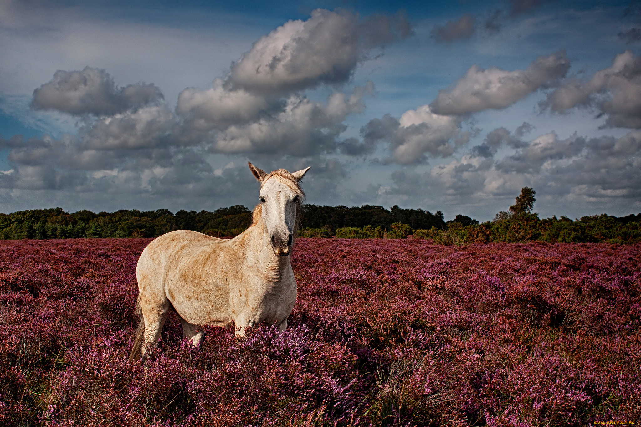 животные, лошади, природа, поле, трава, конь, лошадь