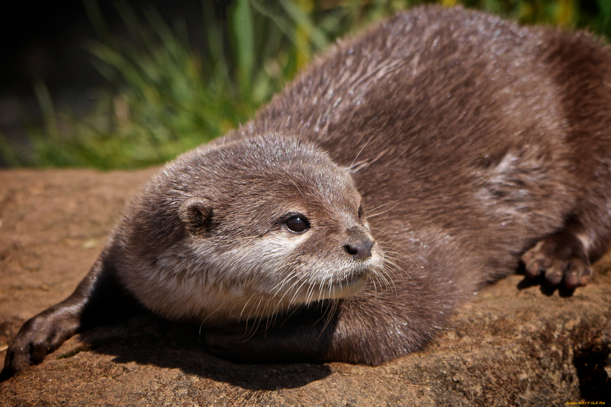 животные, выдры, , каланы, , ондатры, otter, выдра, взгляд, мордочка