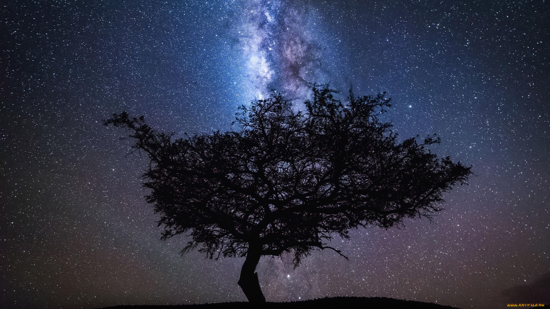 природа, деревья, ночь, звезды, небо, дерево