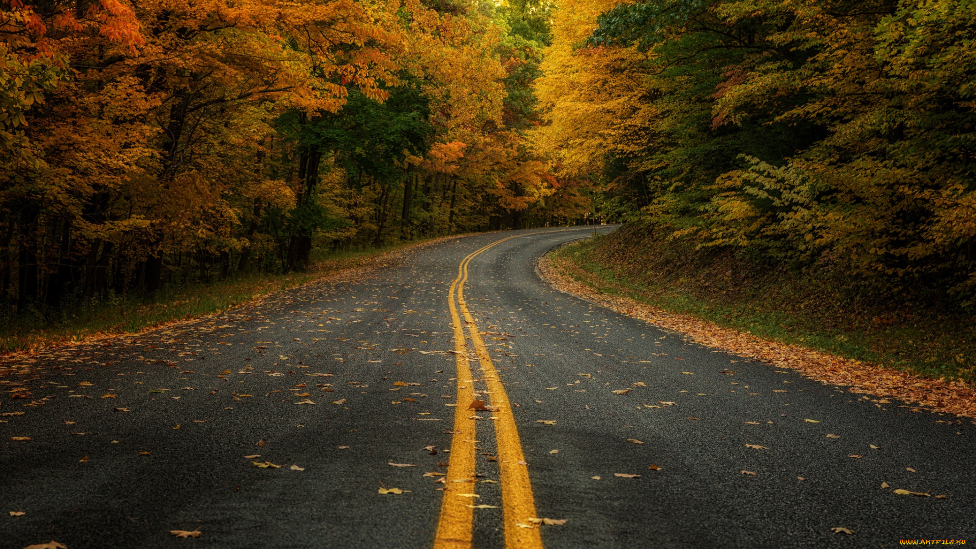 природа, дороги, лес, осень, дорога