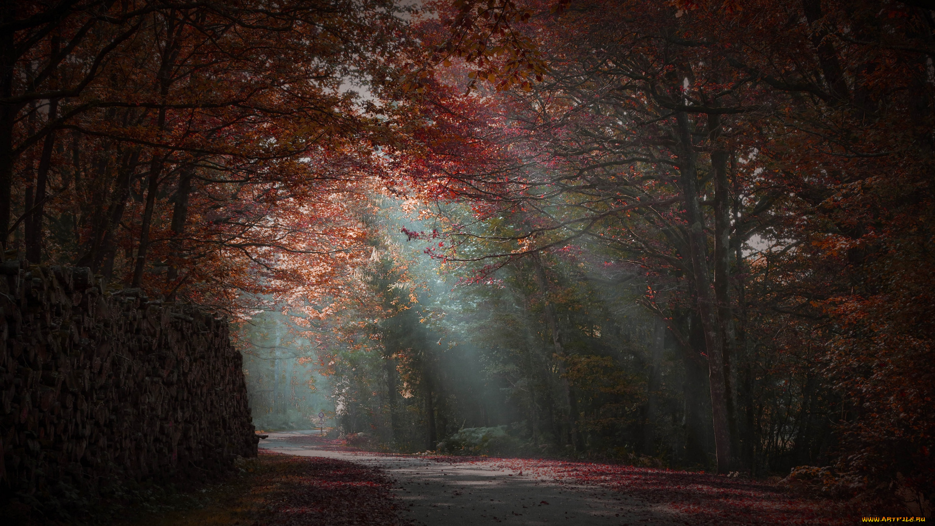 природа, дороги, лес, туман, дорога, лучи, осень, утро