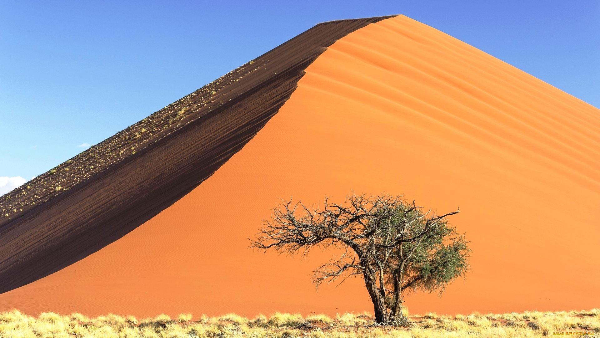 природа, пустыни, песок, гора, бархан, дерево, трава