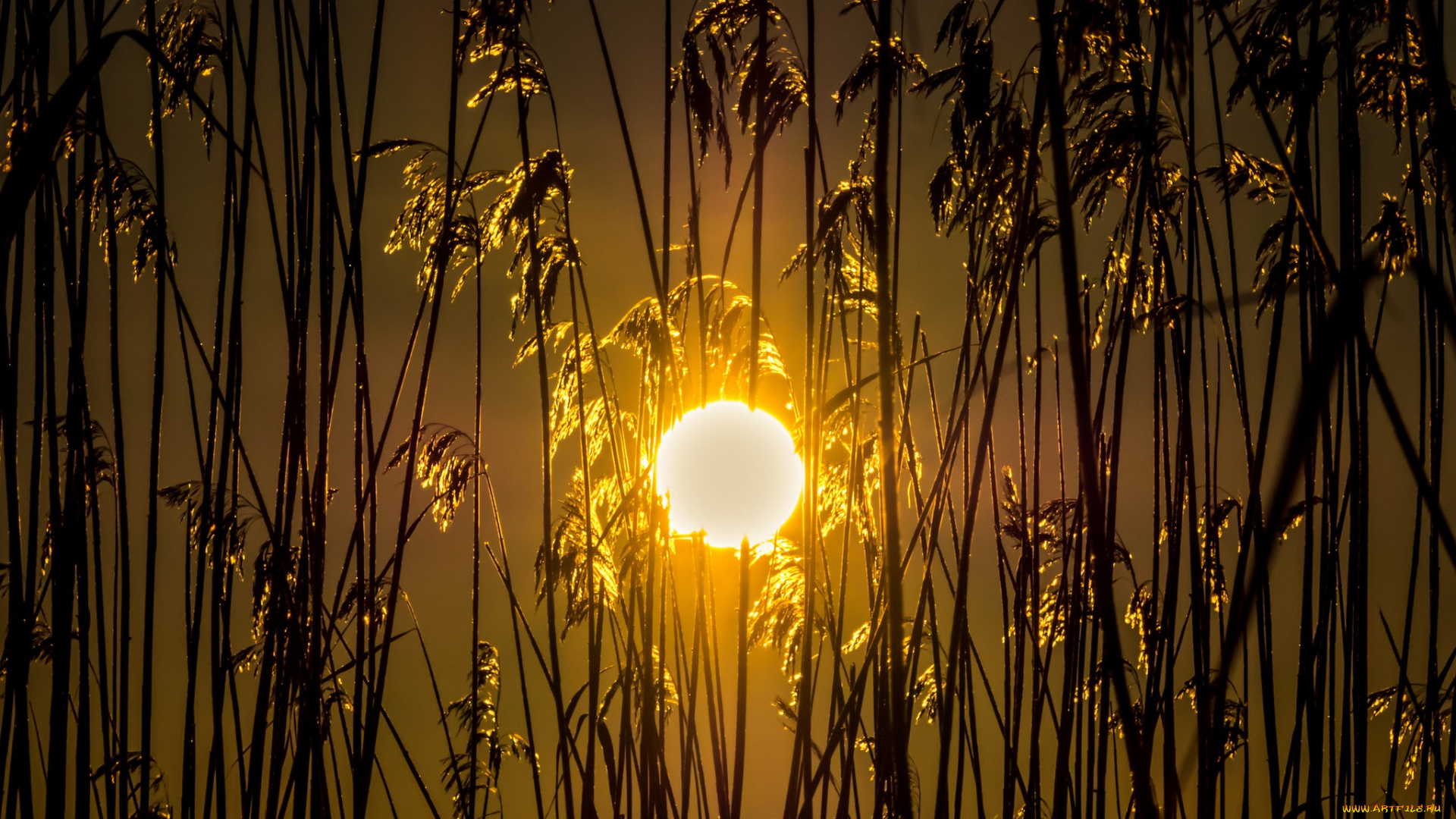 природа, восходы, закаты, закат, поле, колосья