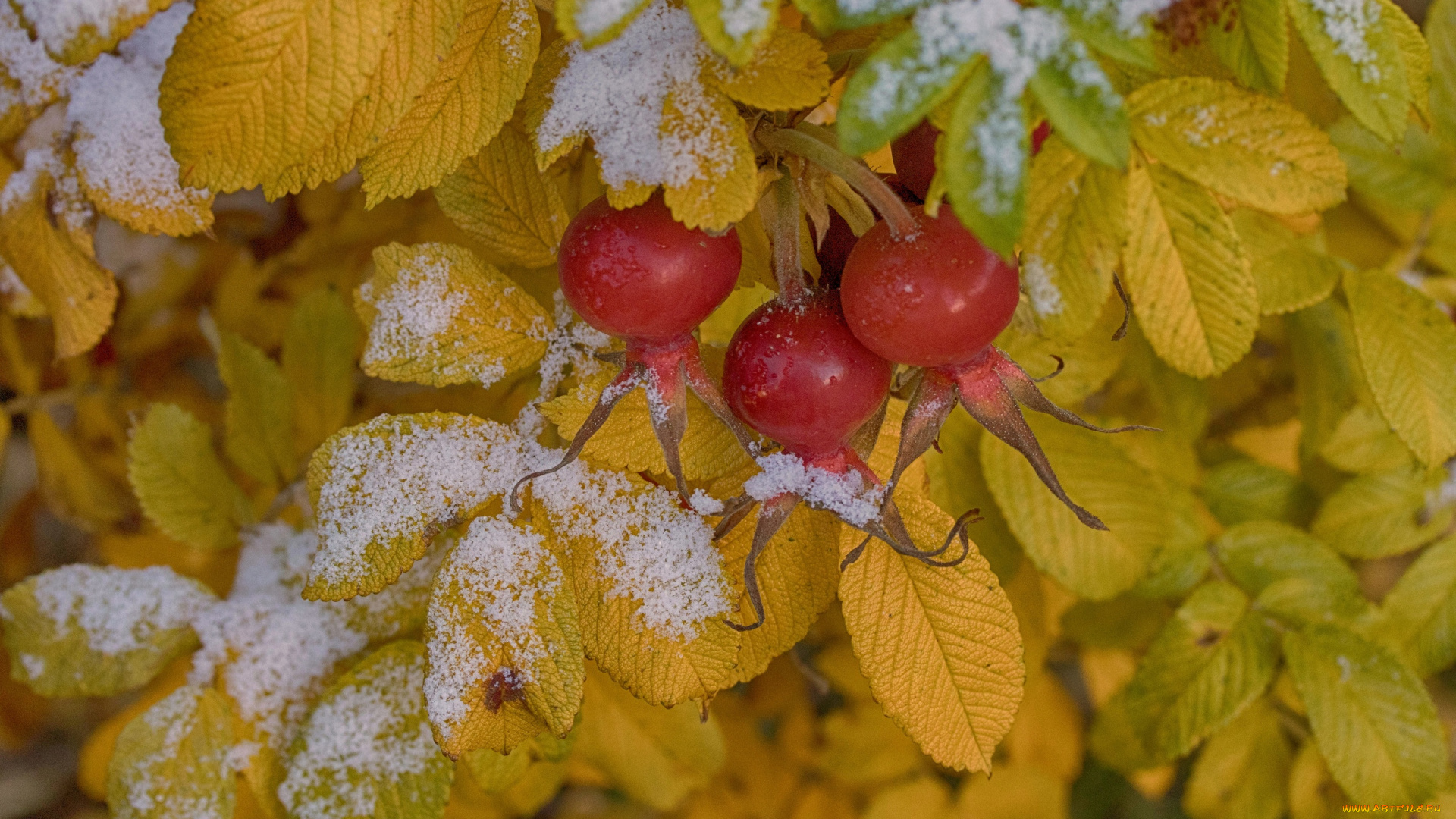 природа, Ягоды, ягоды, первый, снег, листья