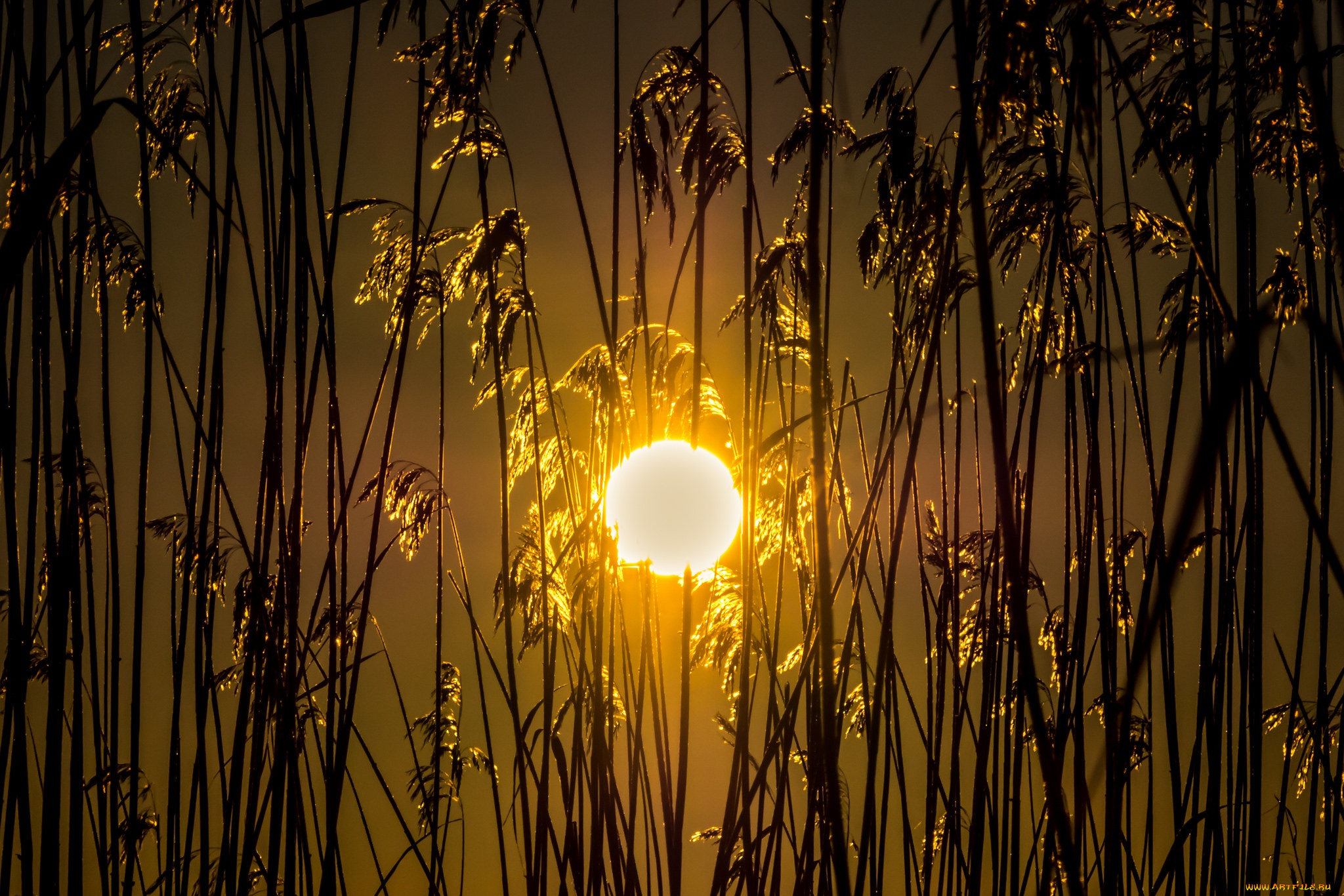 природа, восходы, закаты, закат, поле, колосья