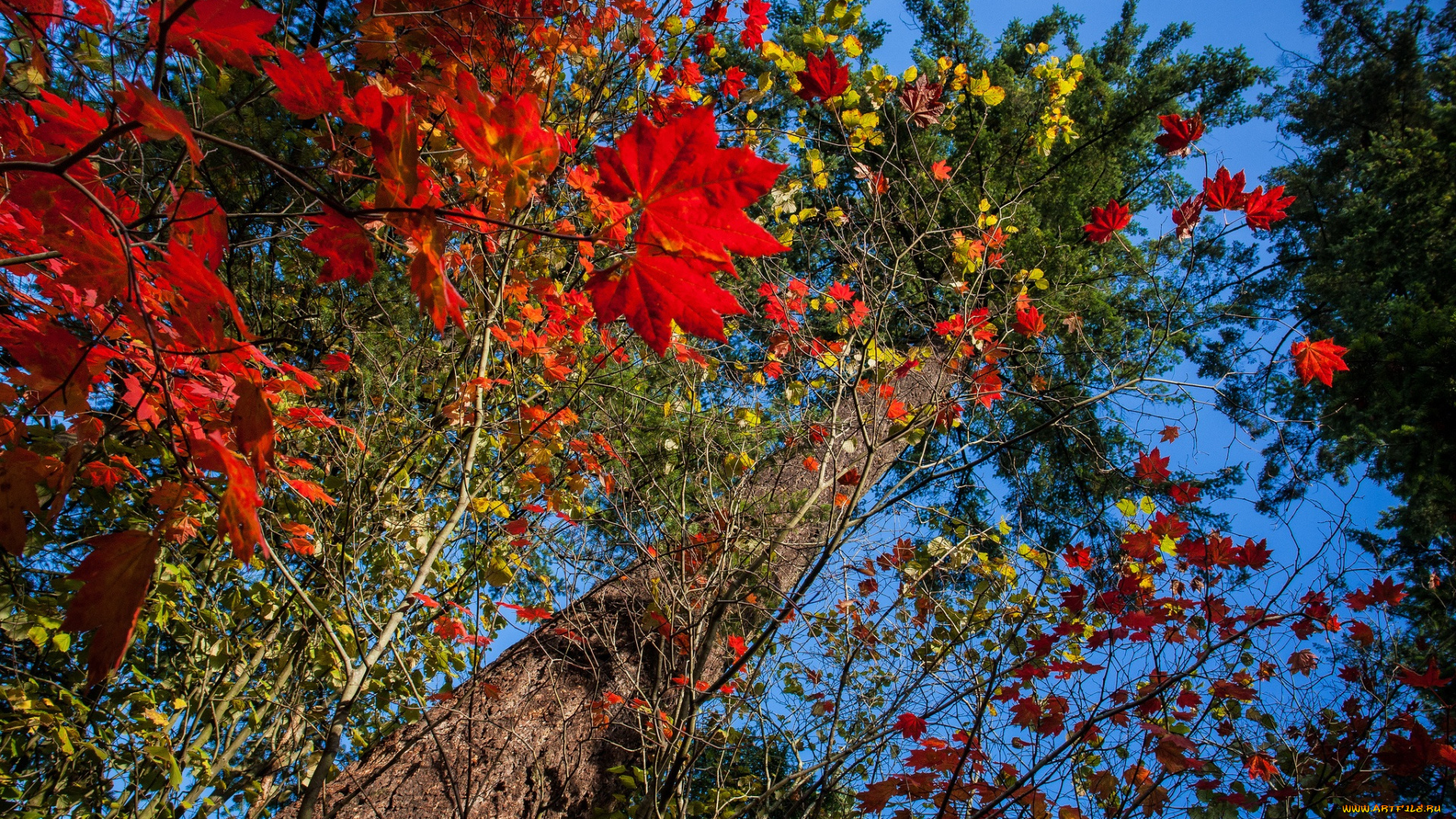 природа, деревья, дерево, осень, листья