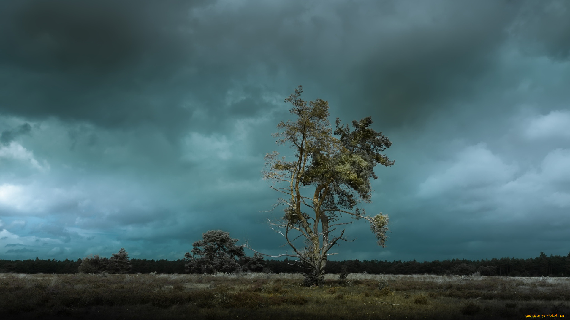 природа, деревья, дерево, сумерки, поле