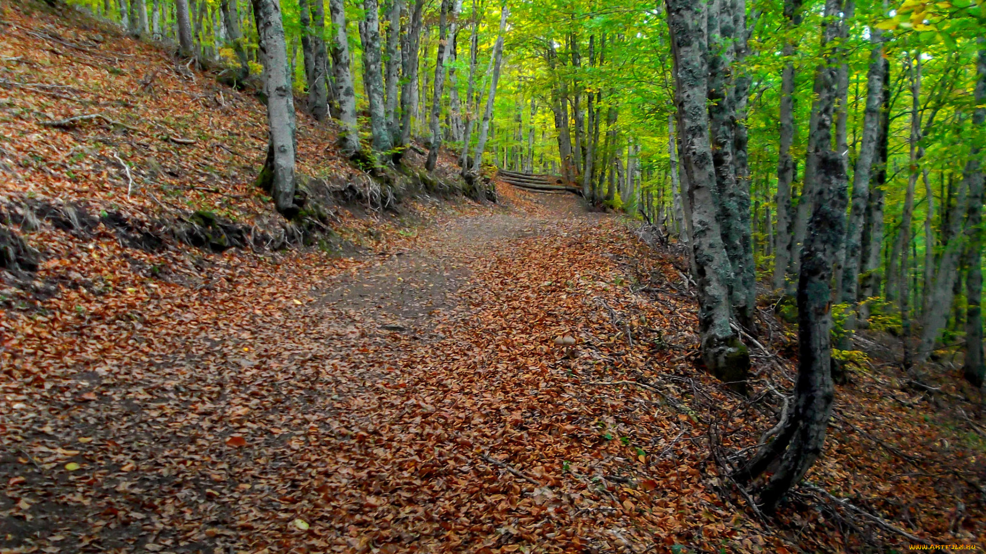 природа, дороги, простор