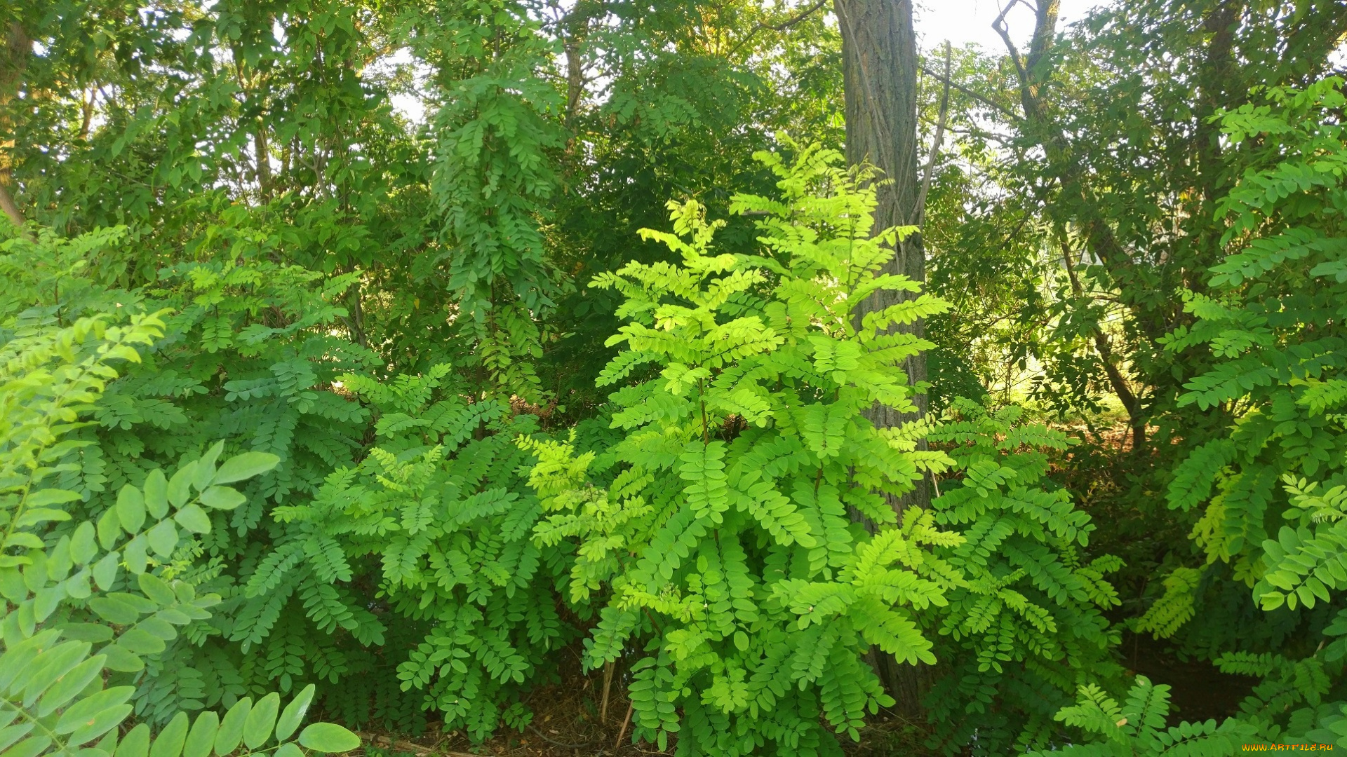 природа, лес, акация