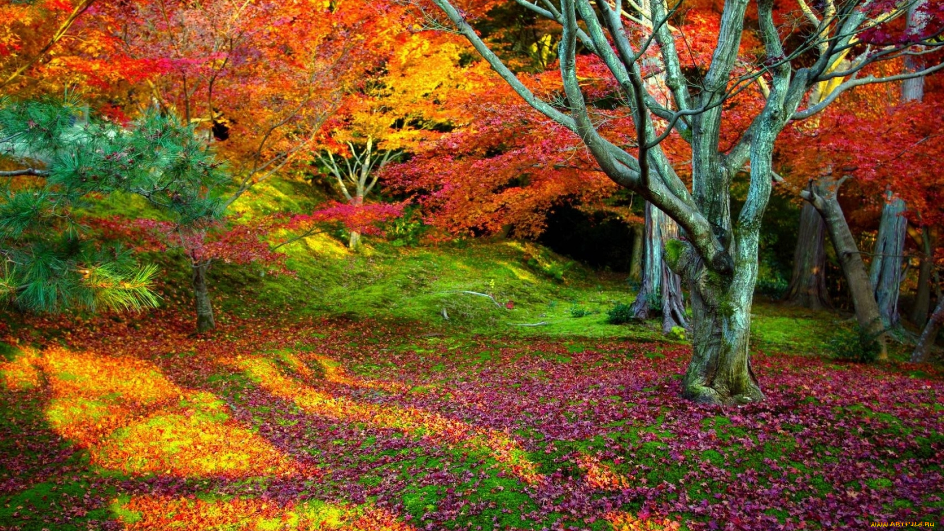 природа, лес, дерево, осень, листья