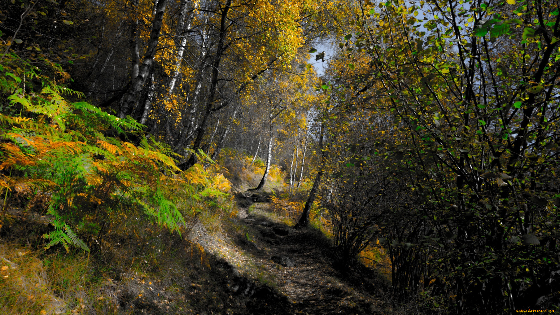 природа, лес, осень