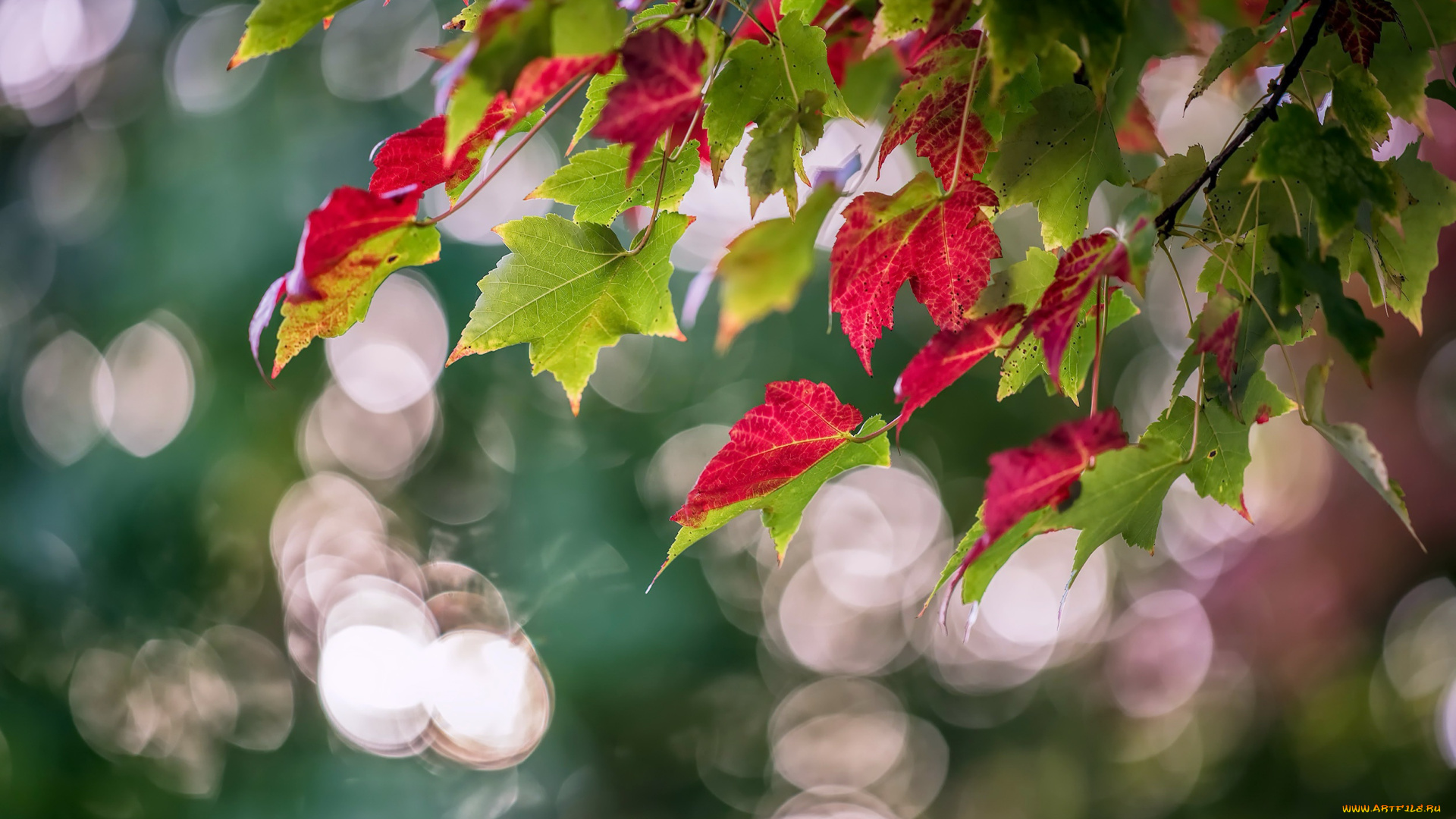 природа, листья, осень