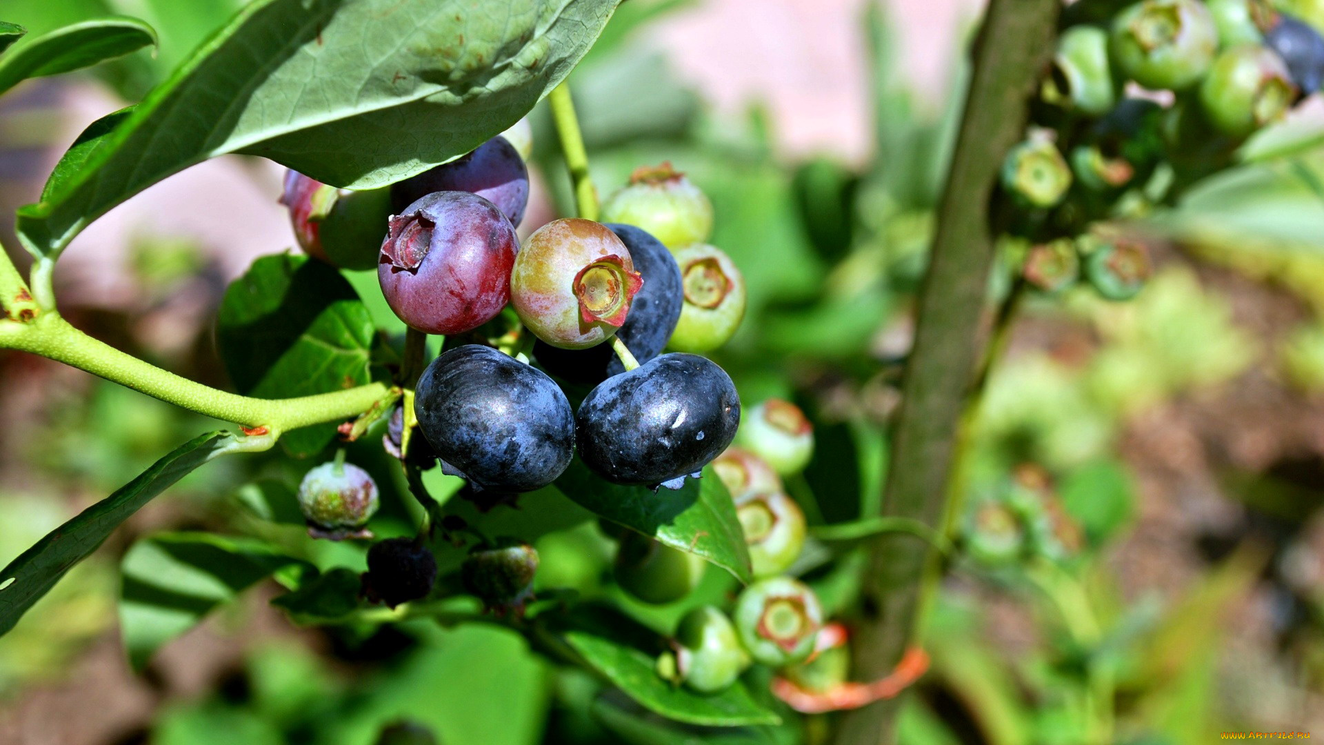 природа, Ягоды, черника