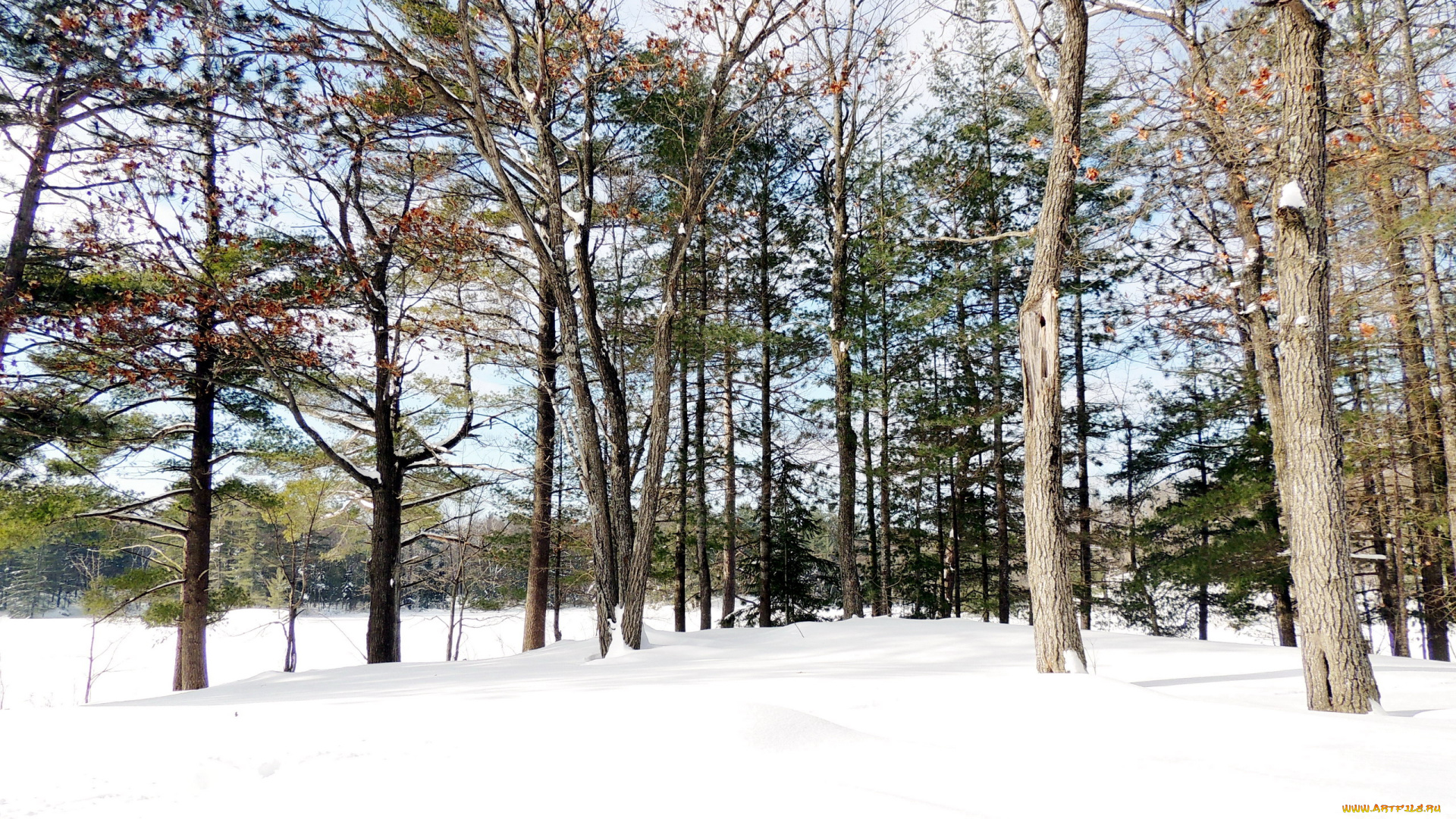 природа, зима, деревья, снег