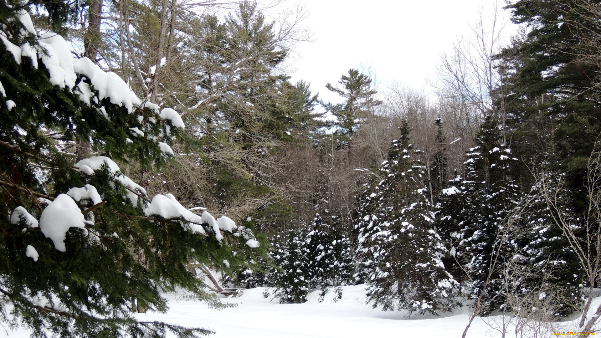 природа, зима, снег, елки