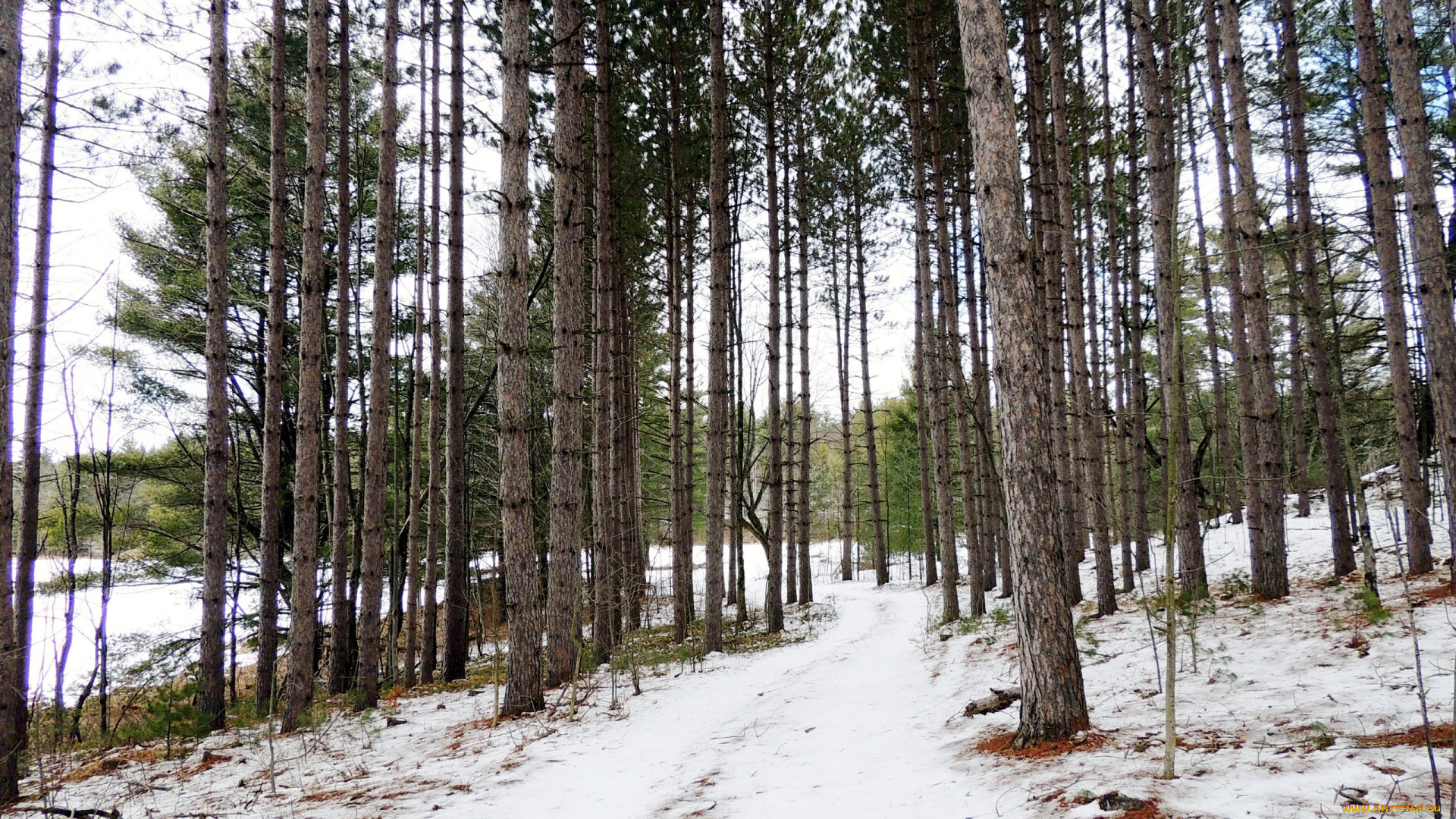 природа, зима, сосны, снег