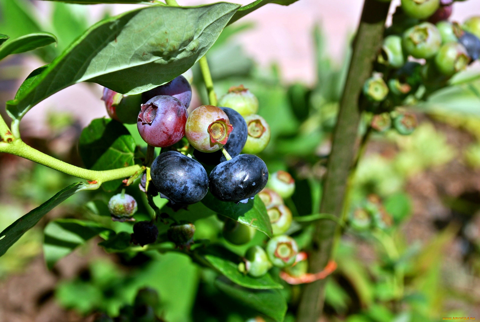 природа, Ягоды, черника