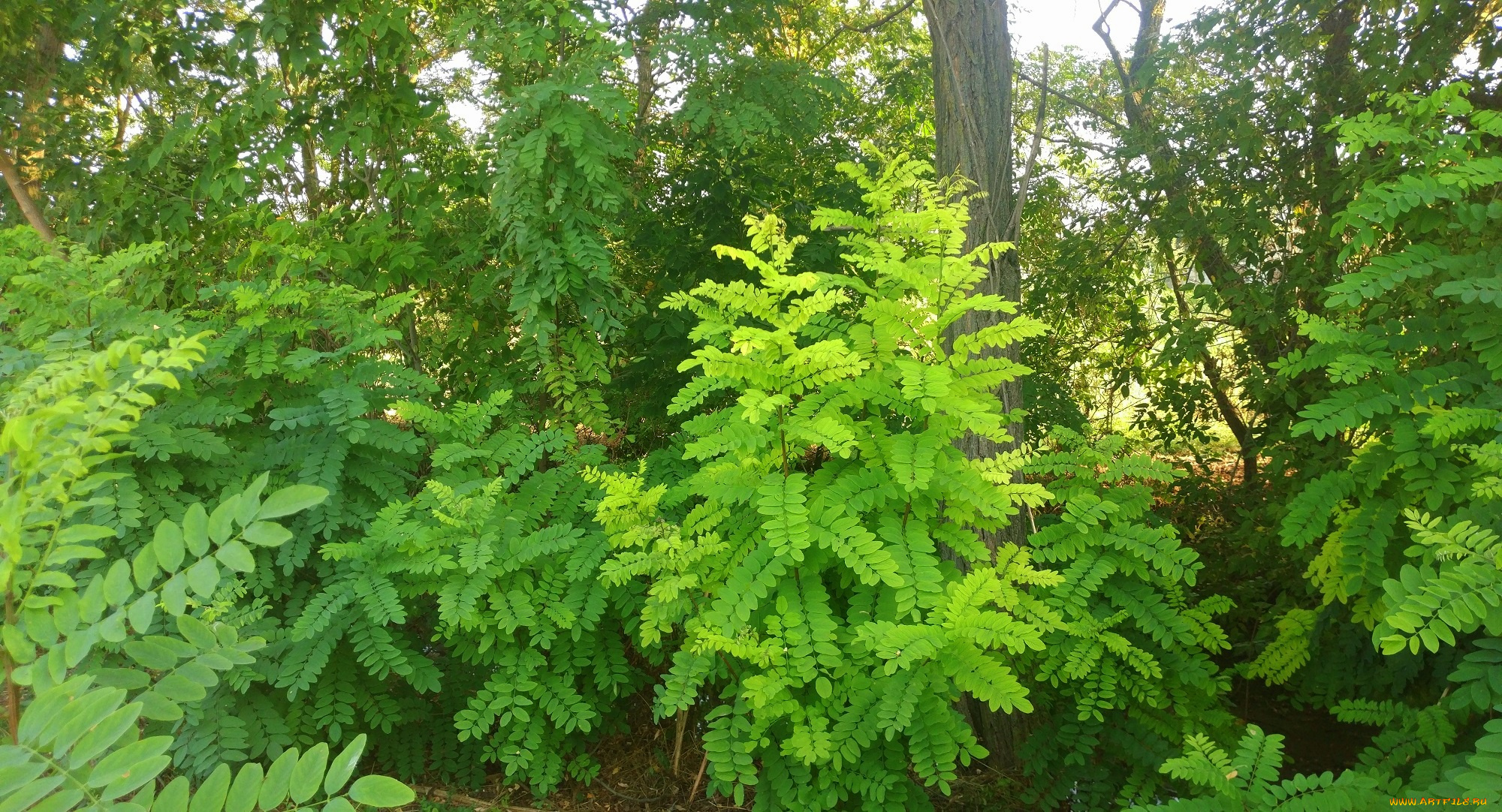 природа, лес, акация