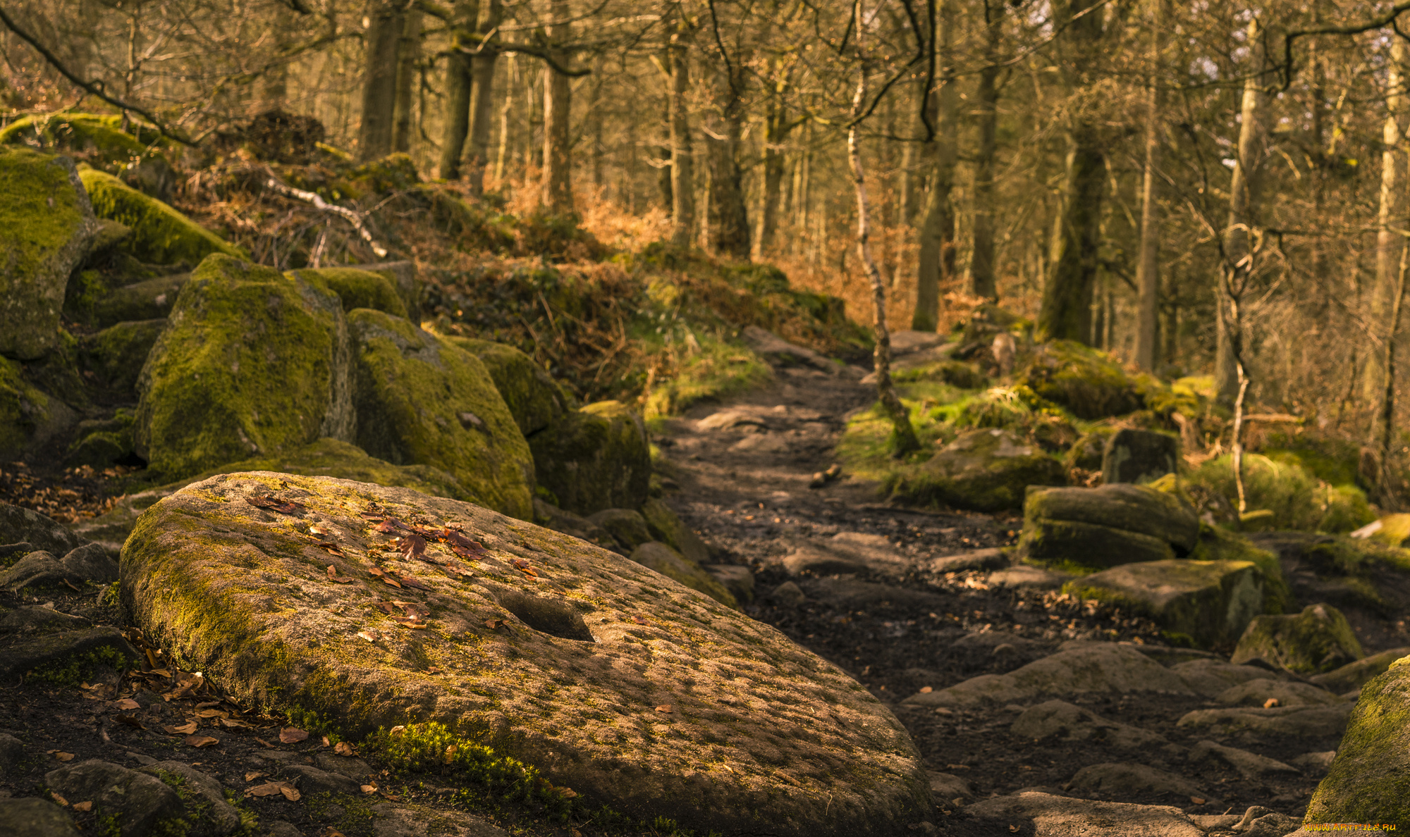 природа, лес, простор