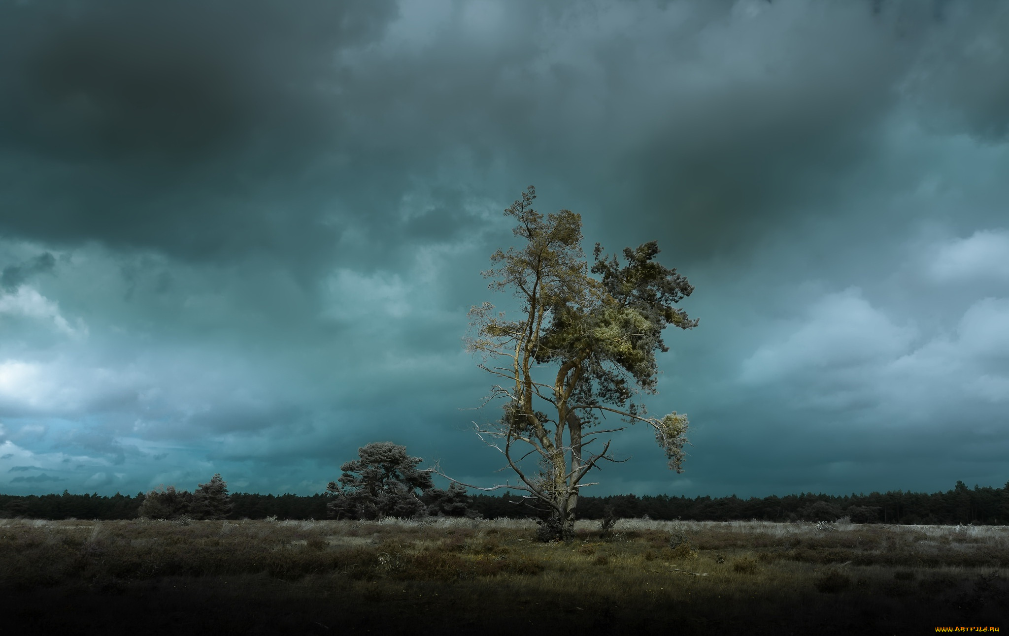 природа, деревья, дерево, сумерки, поле