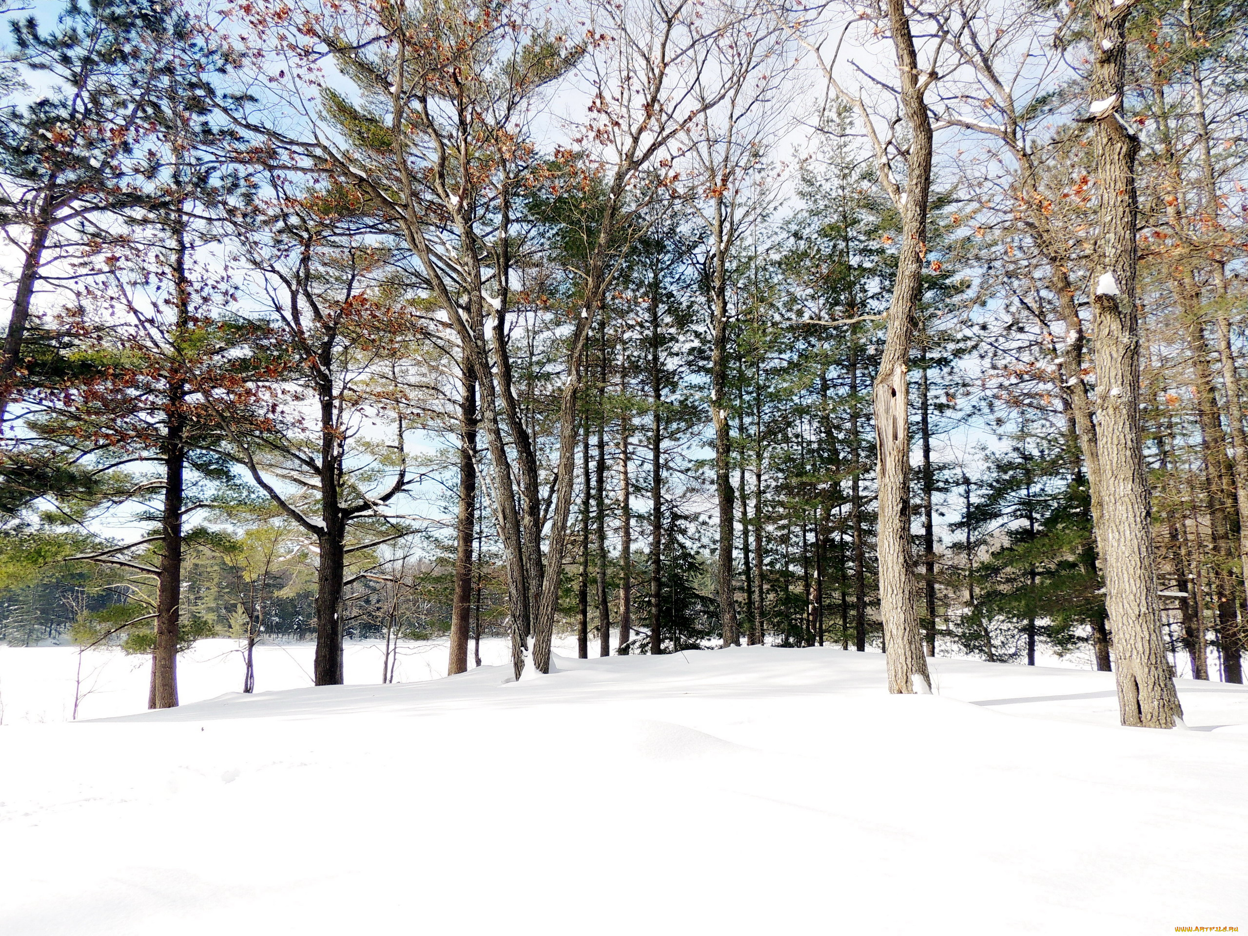 природа, зима, деревья, снег