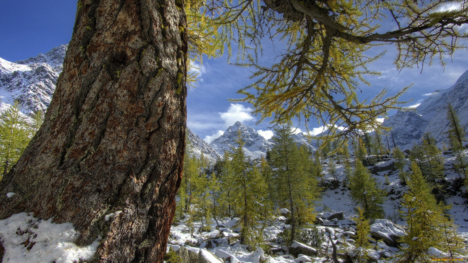 природа, деревья, простор