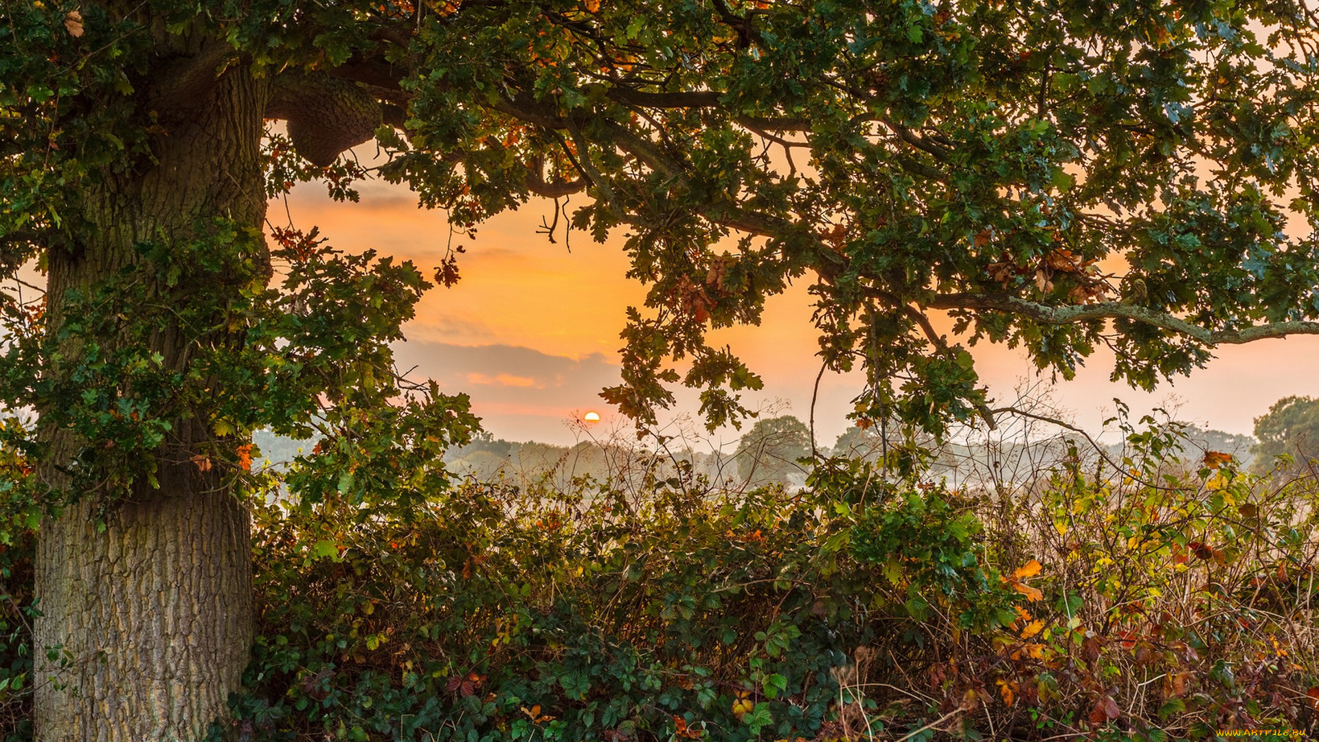 природа, деревья, простор