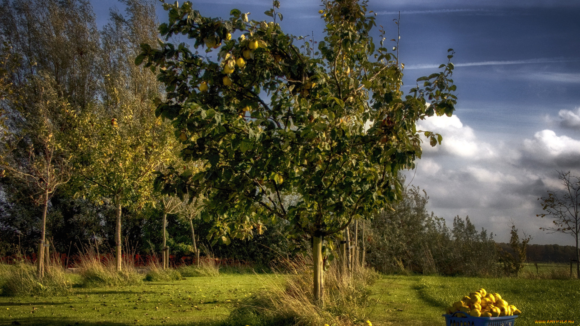природа, деревья, простор