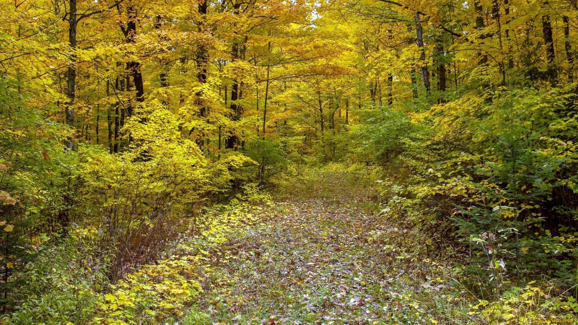 природа, дороги, лес, осень