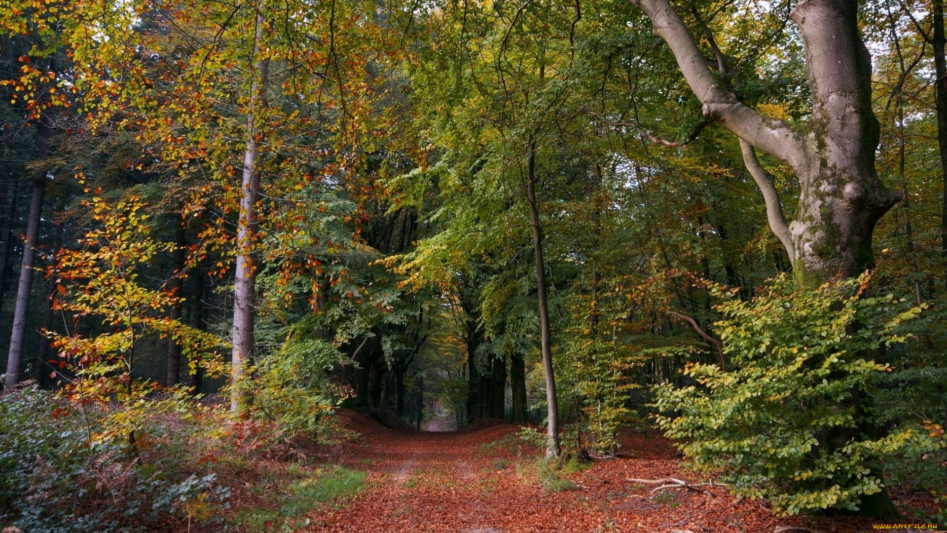 природа, дороги, лес, осень