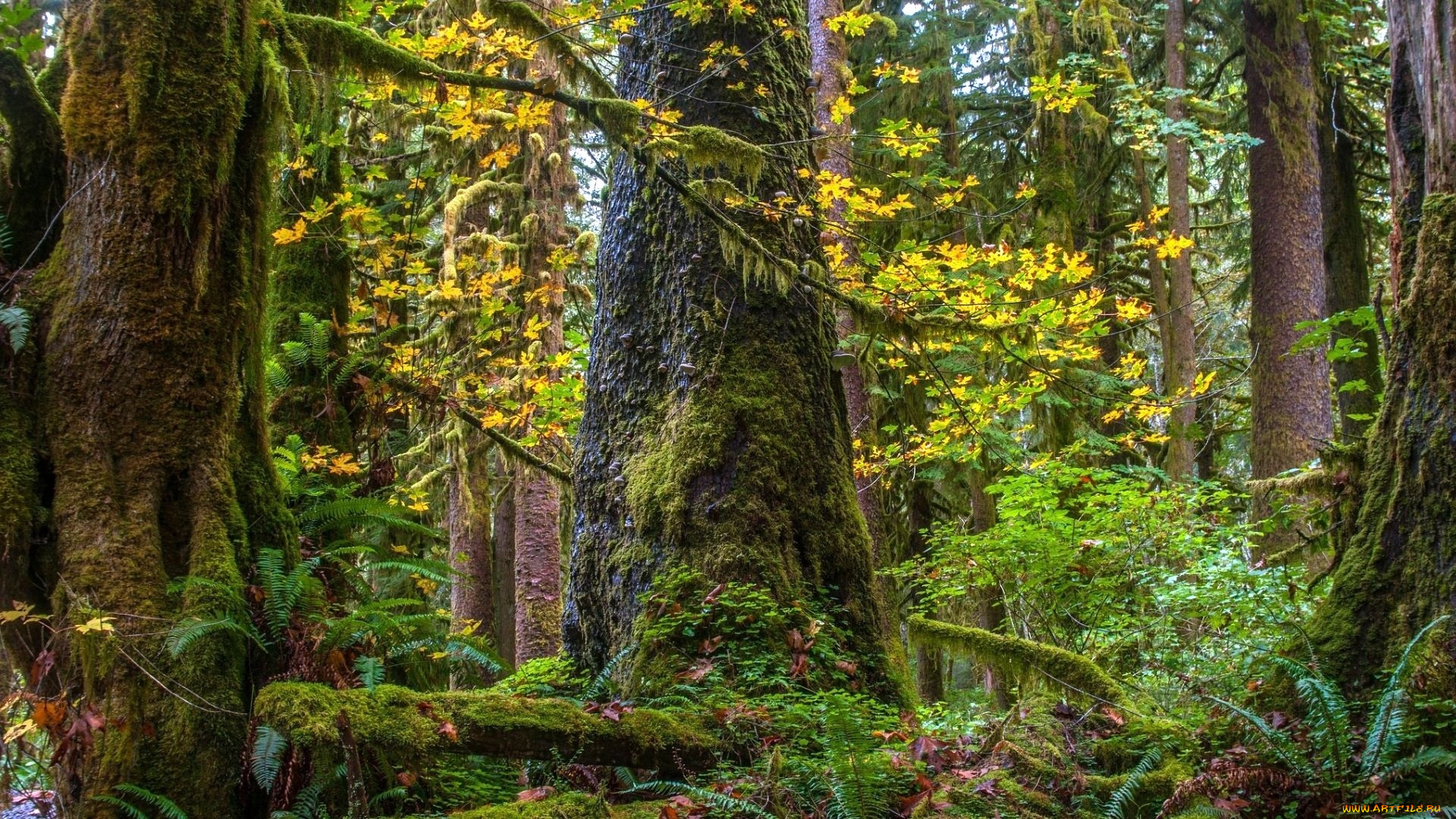 природа, лес, осень