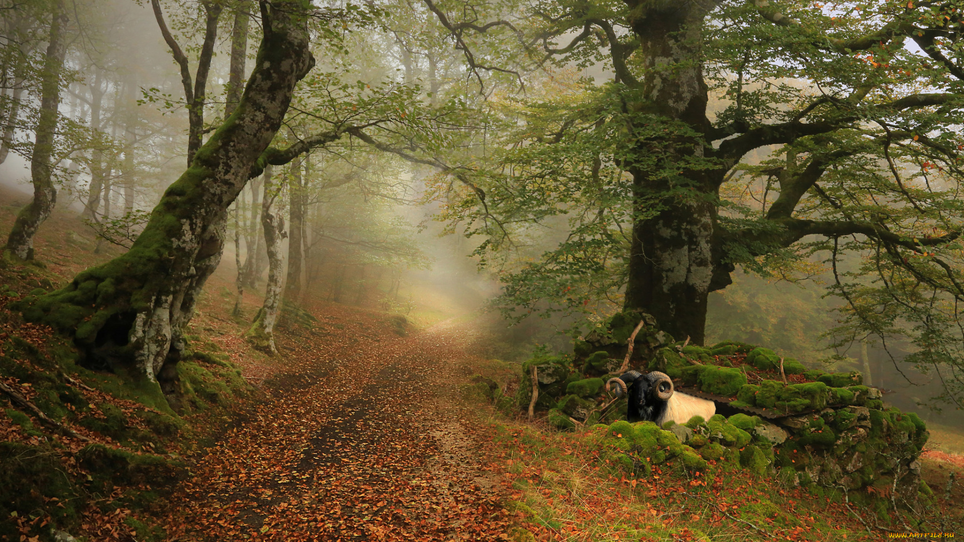 природа, лес, простор