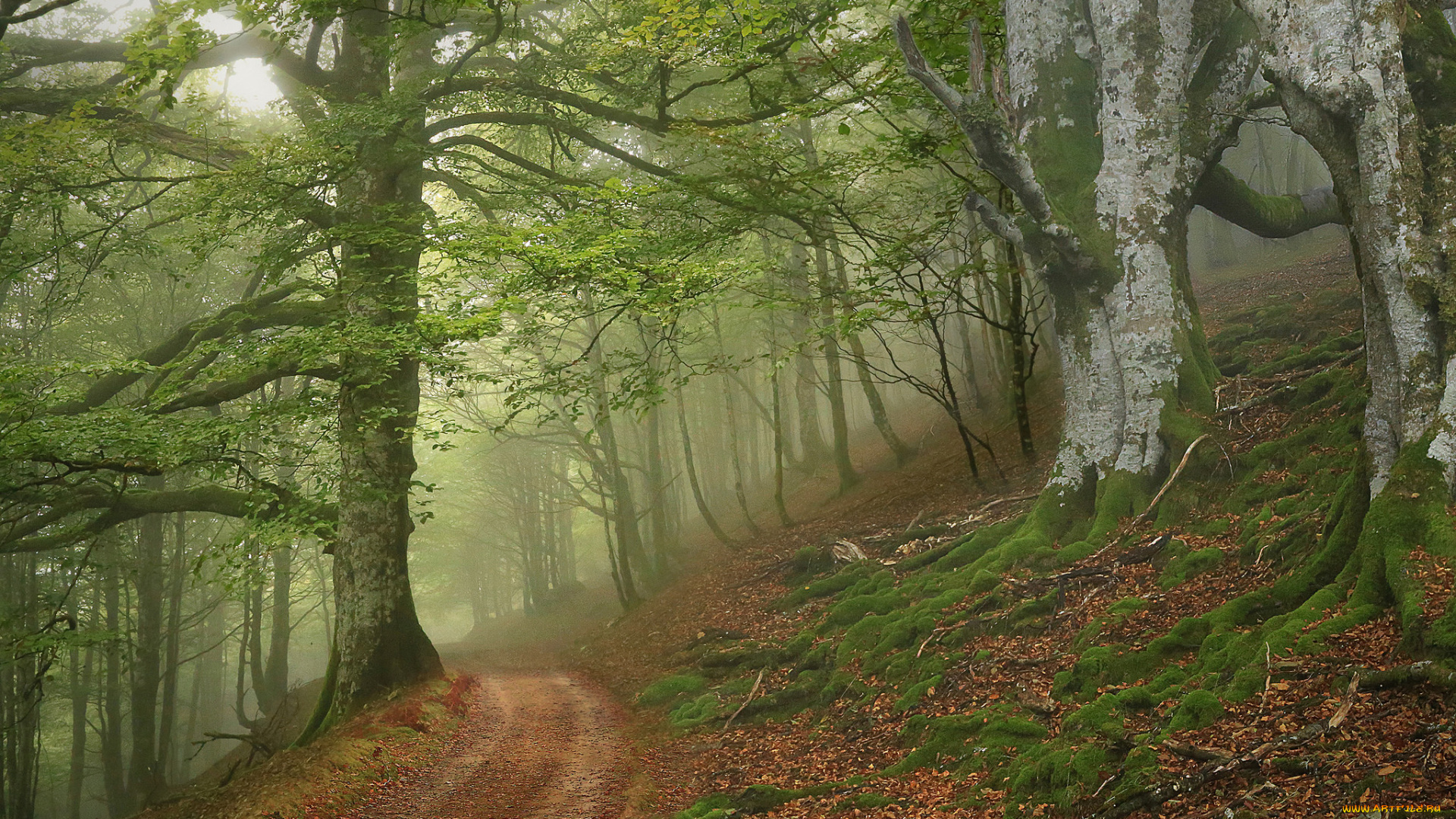 природа, лес, простор