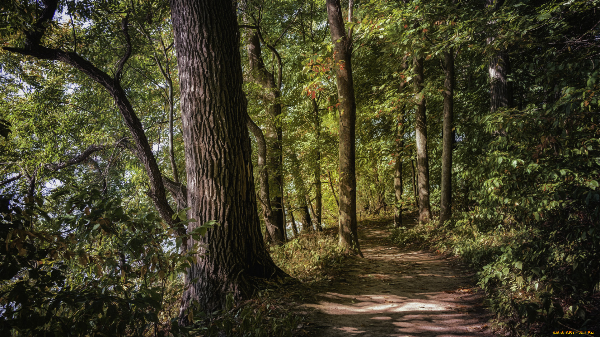 природа, лес, простор