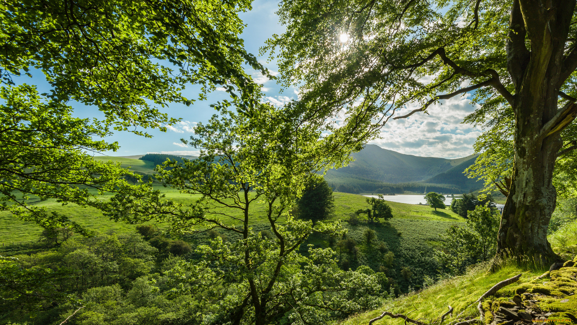 природа, лес, простор