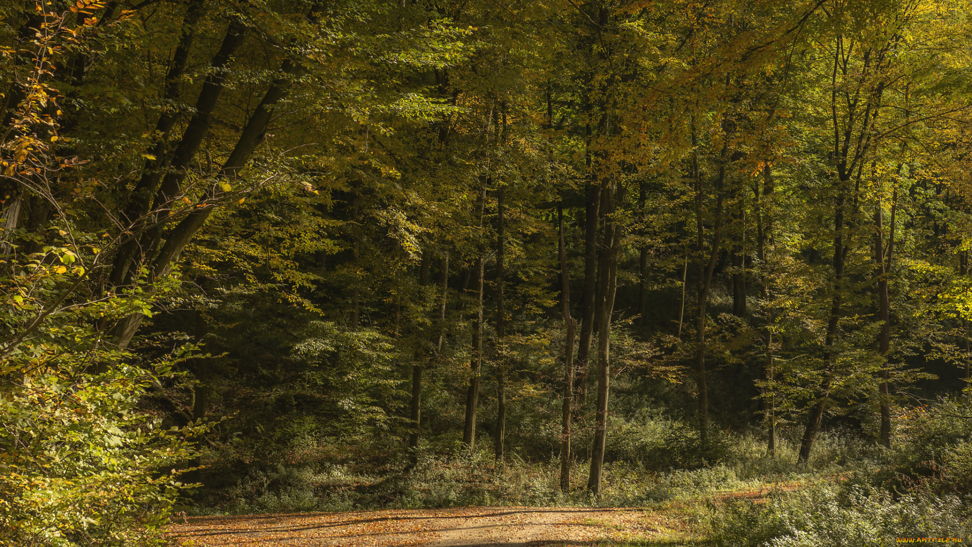 природа, лес, простор