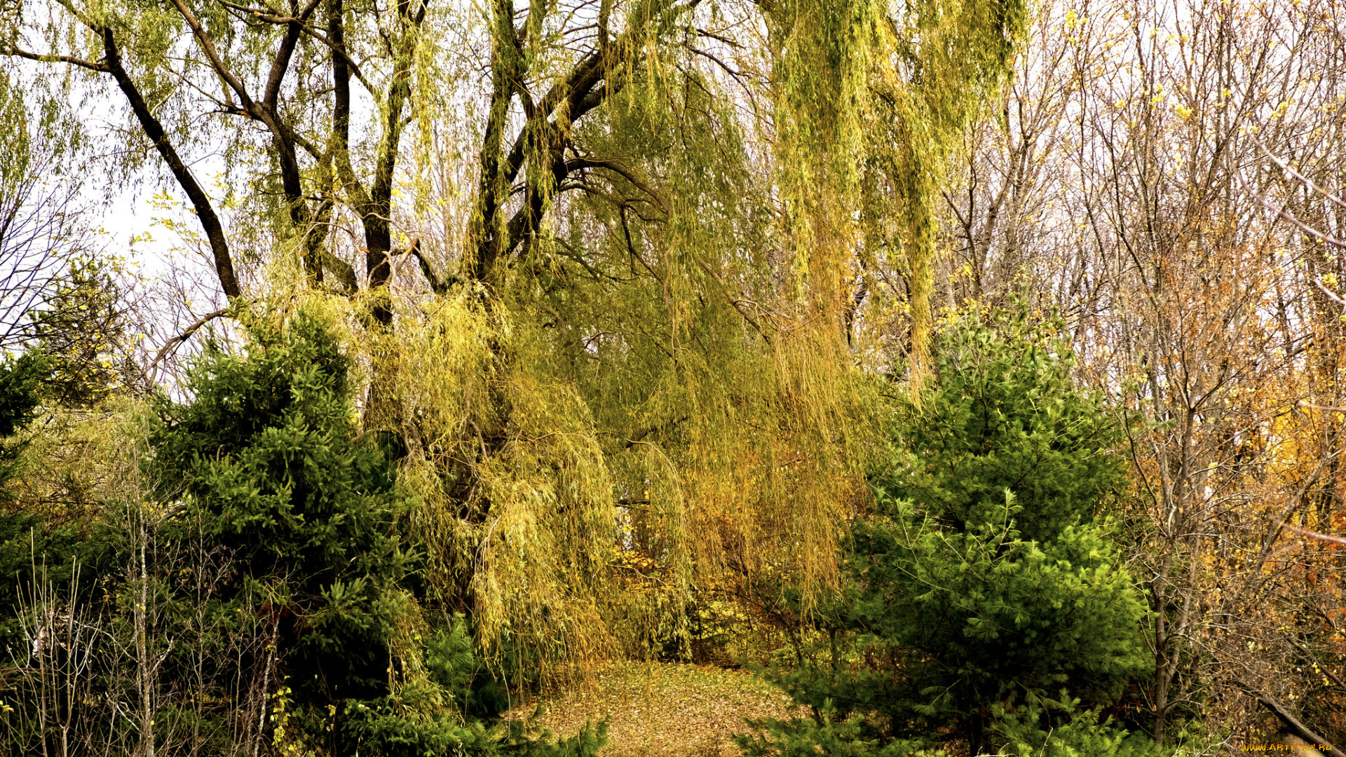 природа, лес, простор