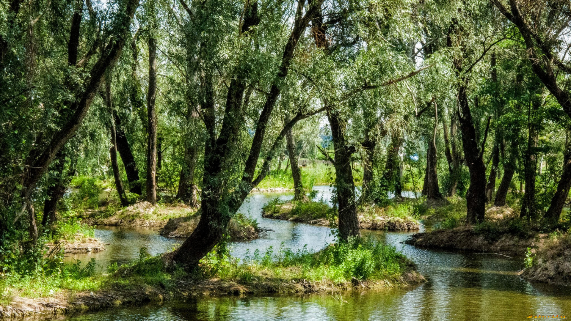 природа, лес, простор