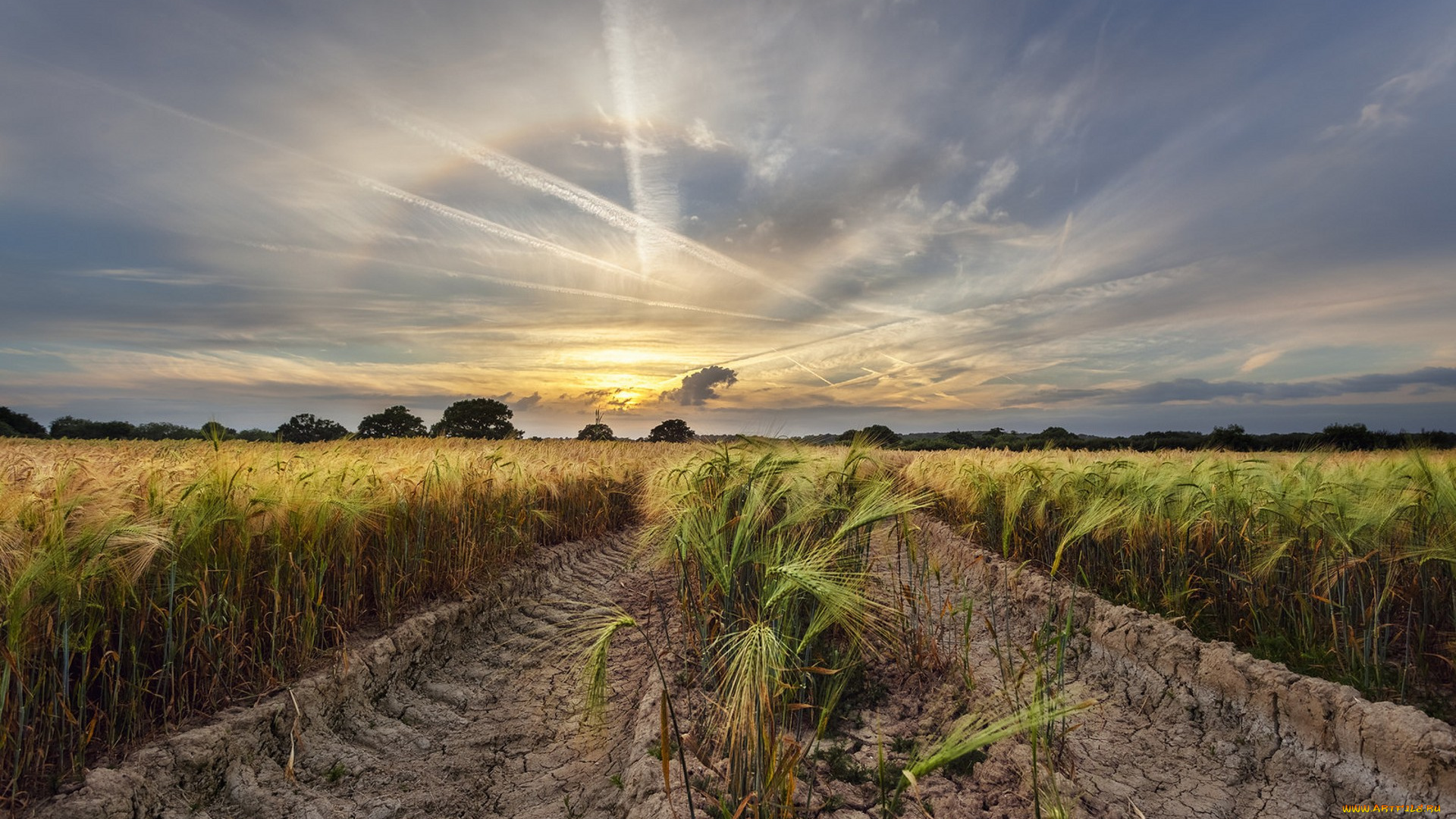 природа, поля, простор